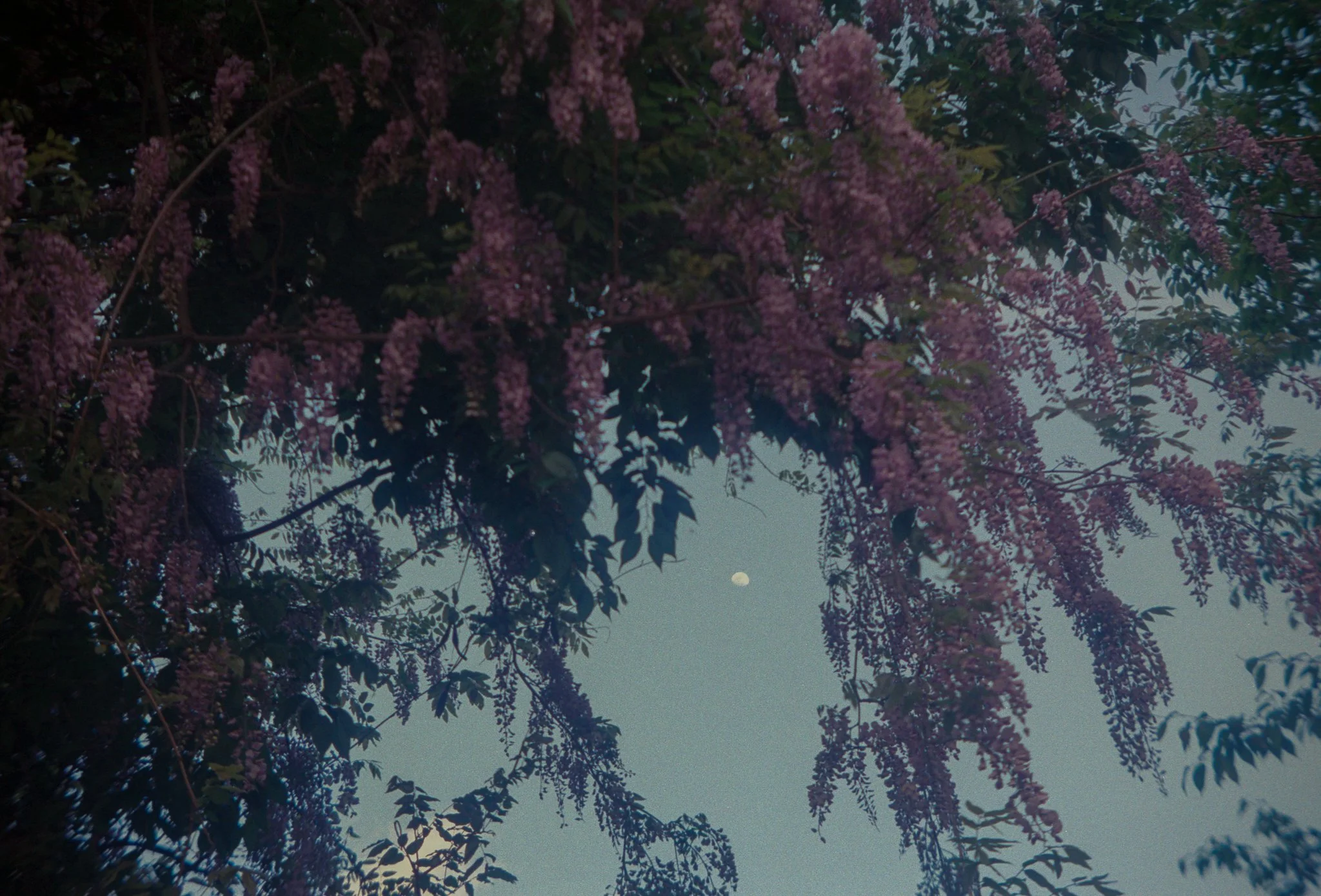 wisteria.jpg
