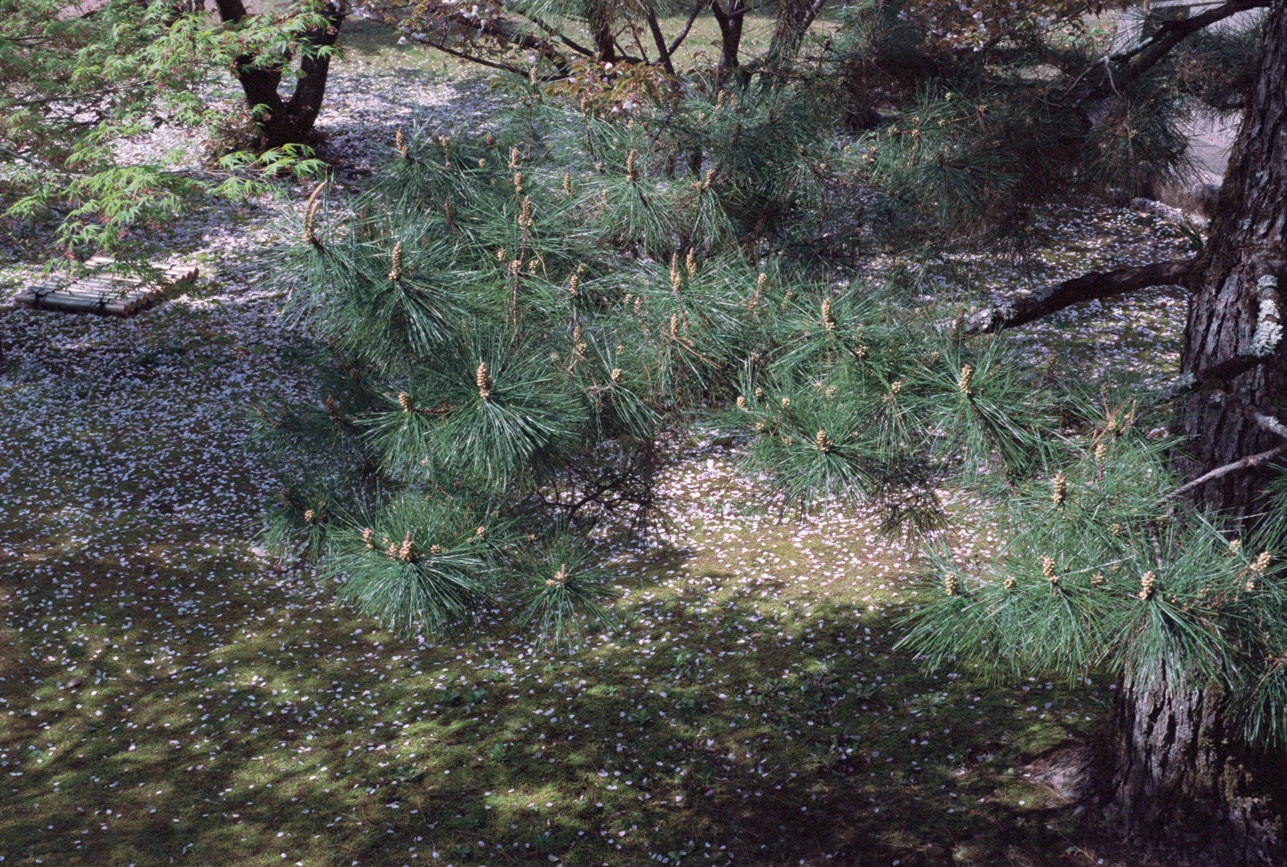 Daikaku-ji on spring.jpg