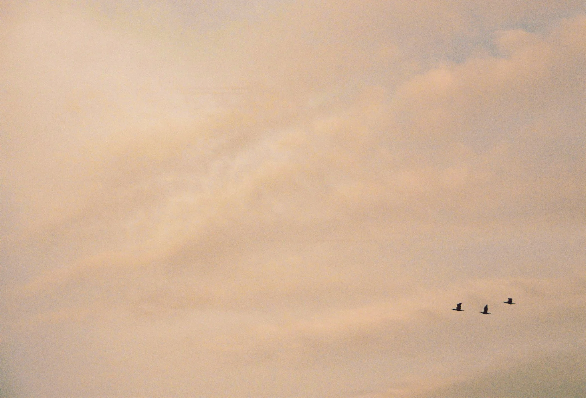 birds at nightfall.jpg