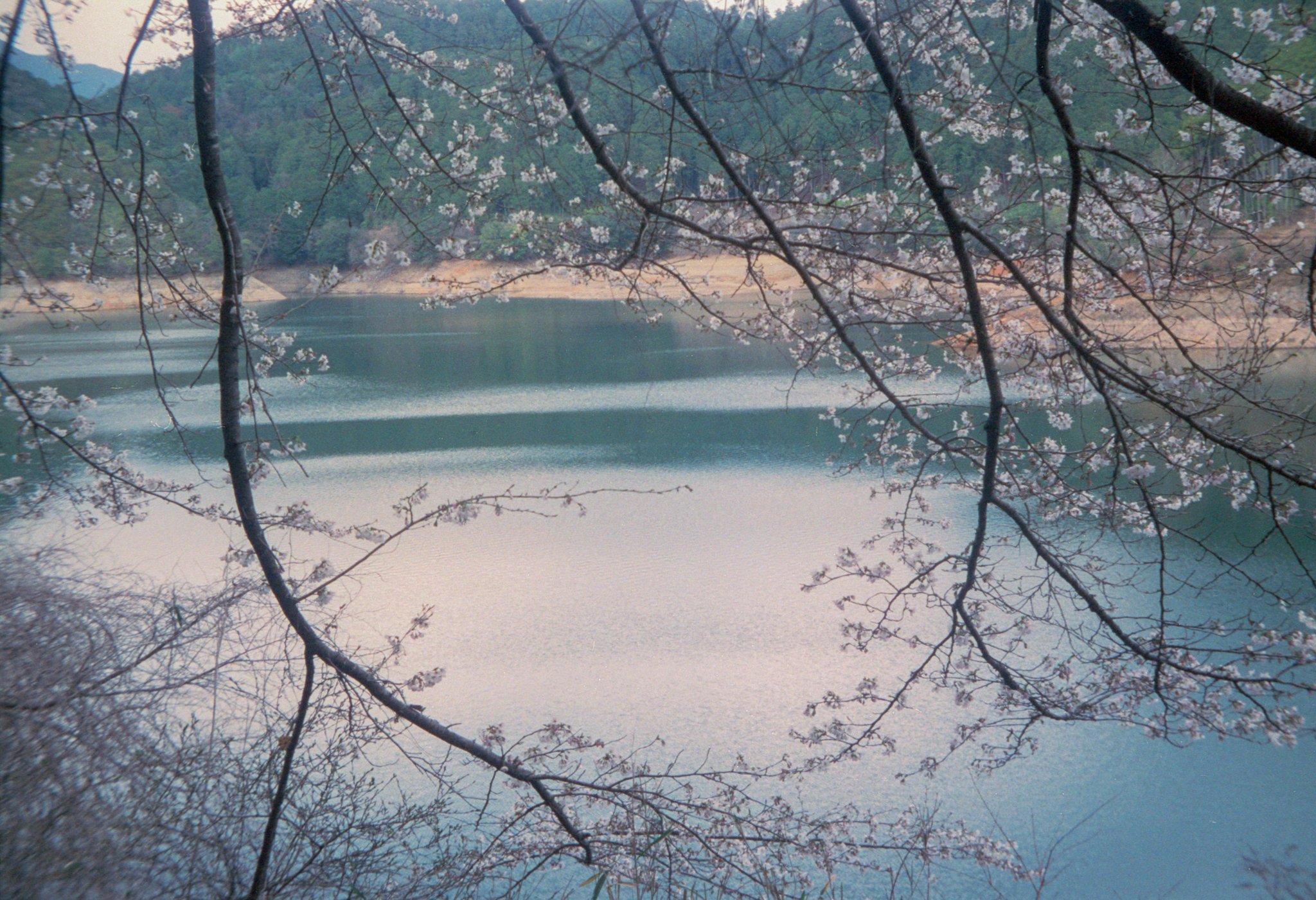 Cherry blossom at lake side.jpg