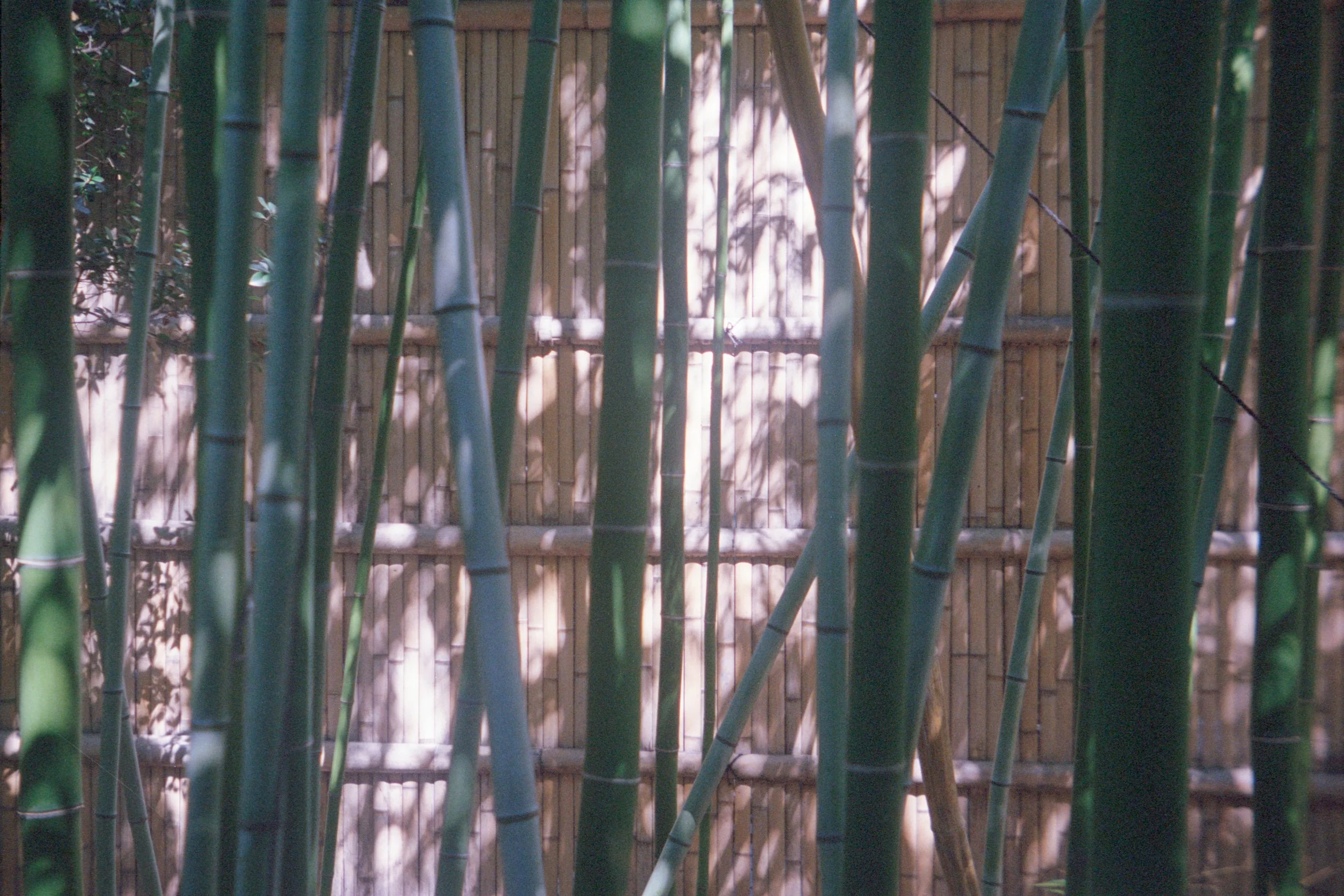Bamboo trees1.jpg