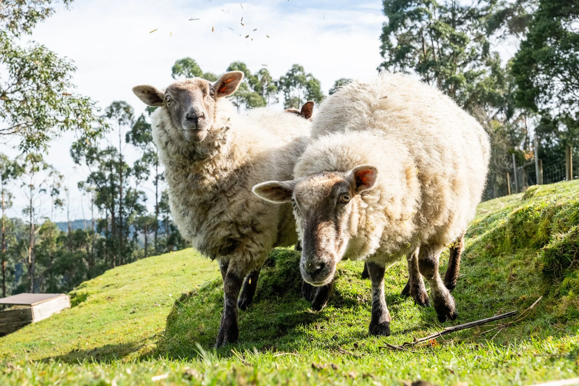 Sheep grazing beside boutique farm stay accommodation in regional Victoria