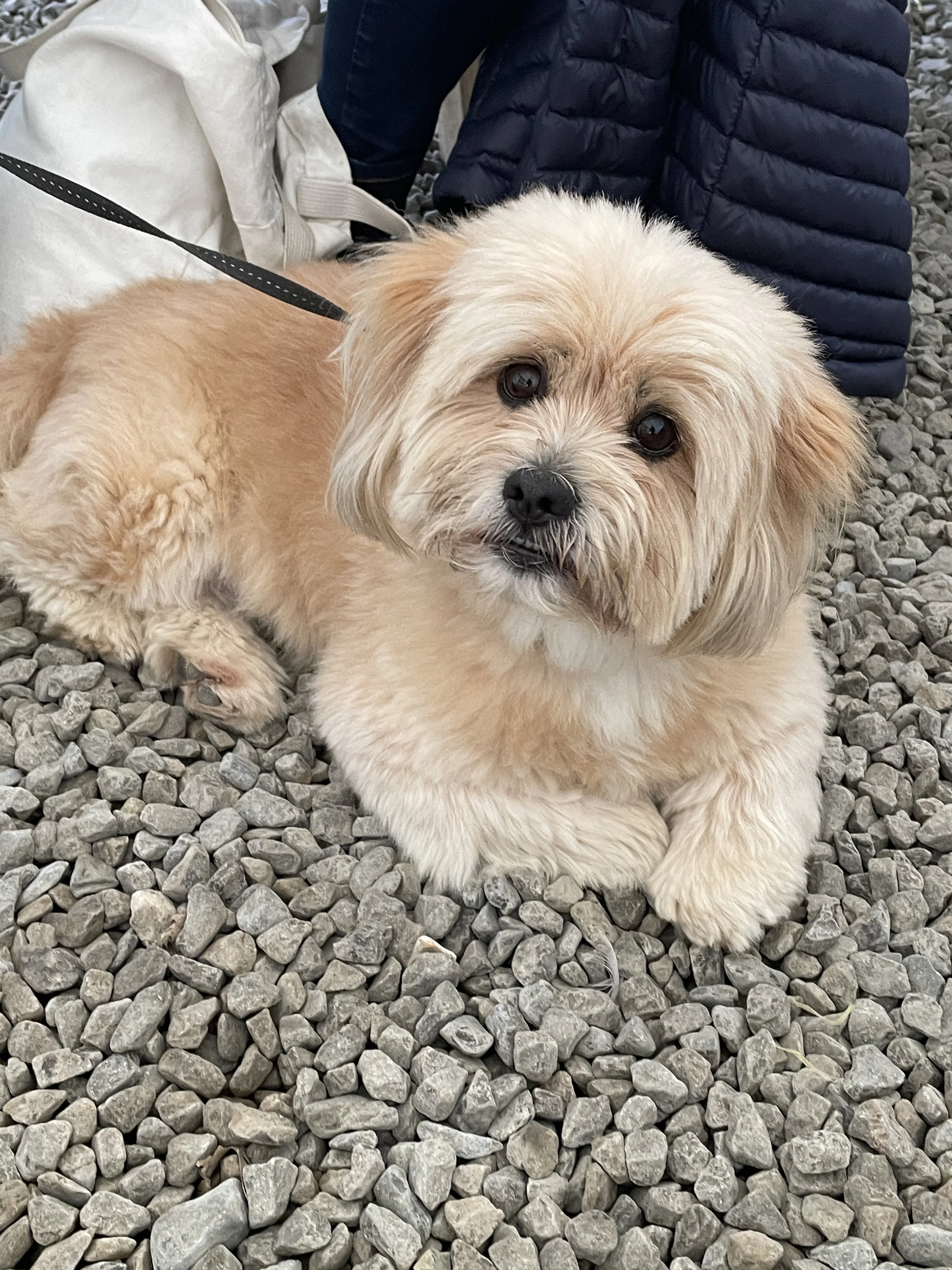 Paddy who is the sweetest dog on the planet.