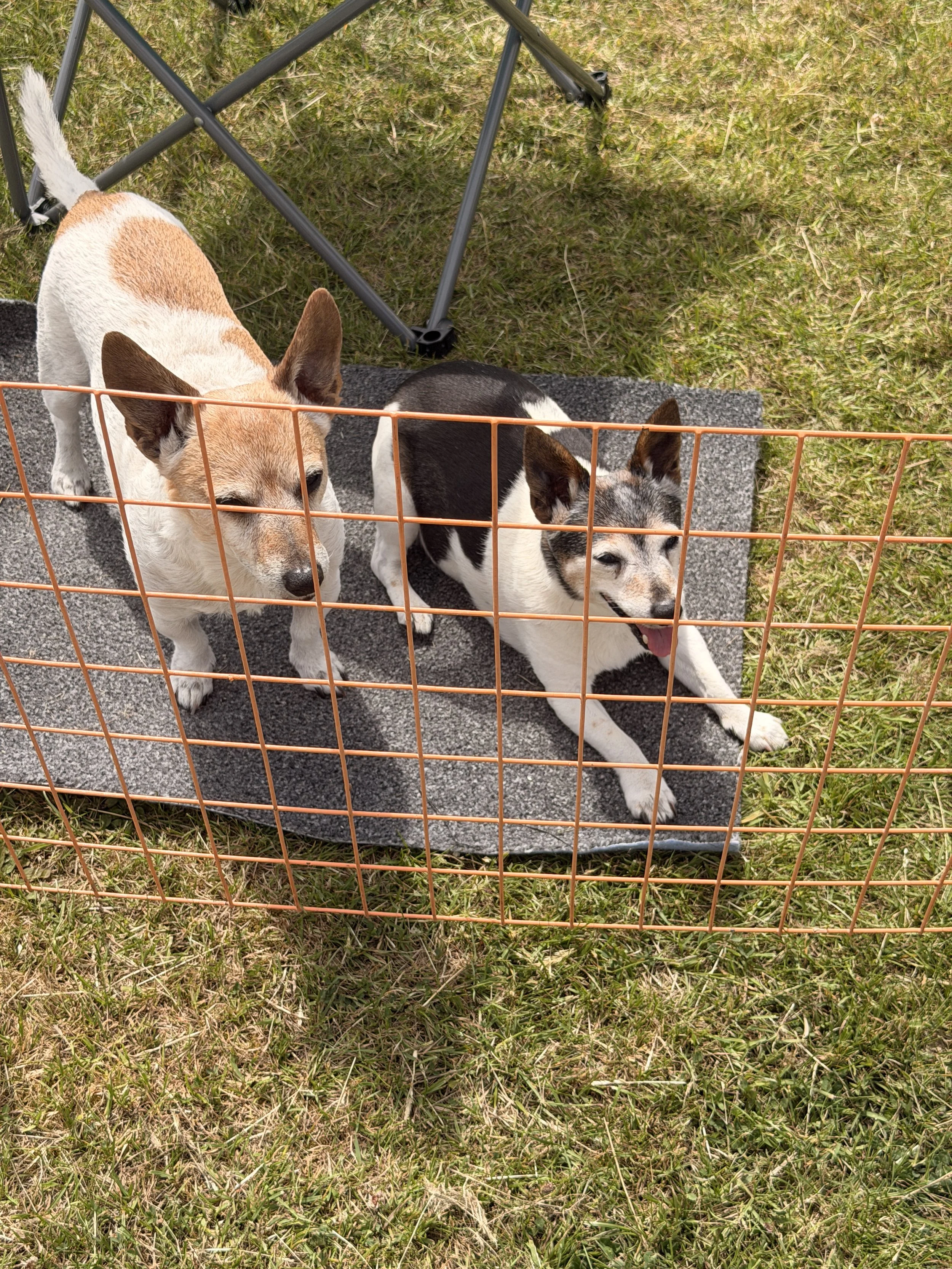 Meet Evie and Ruby who are regulars at Beds BCC rallies.  
