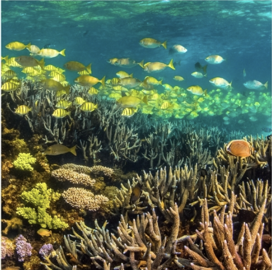 Screen Shot 2026-02-26 at 2.55.25 pm.png