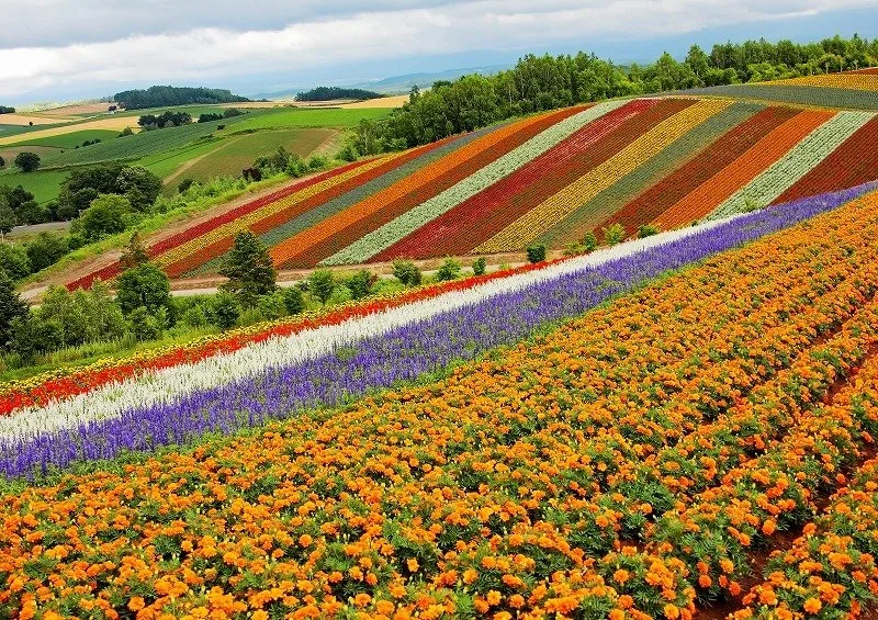 Flower fields.jpg