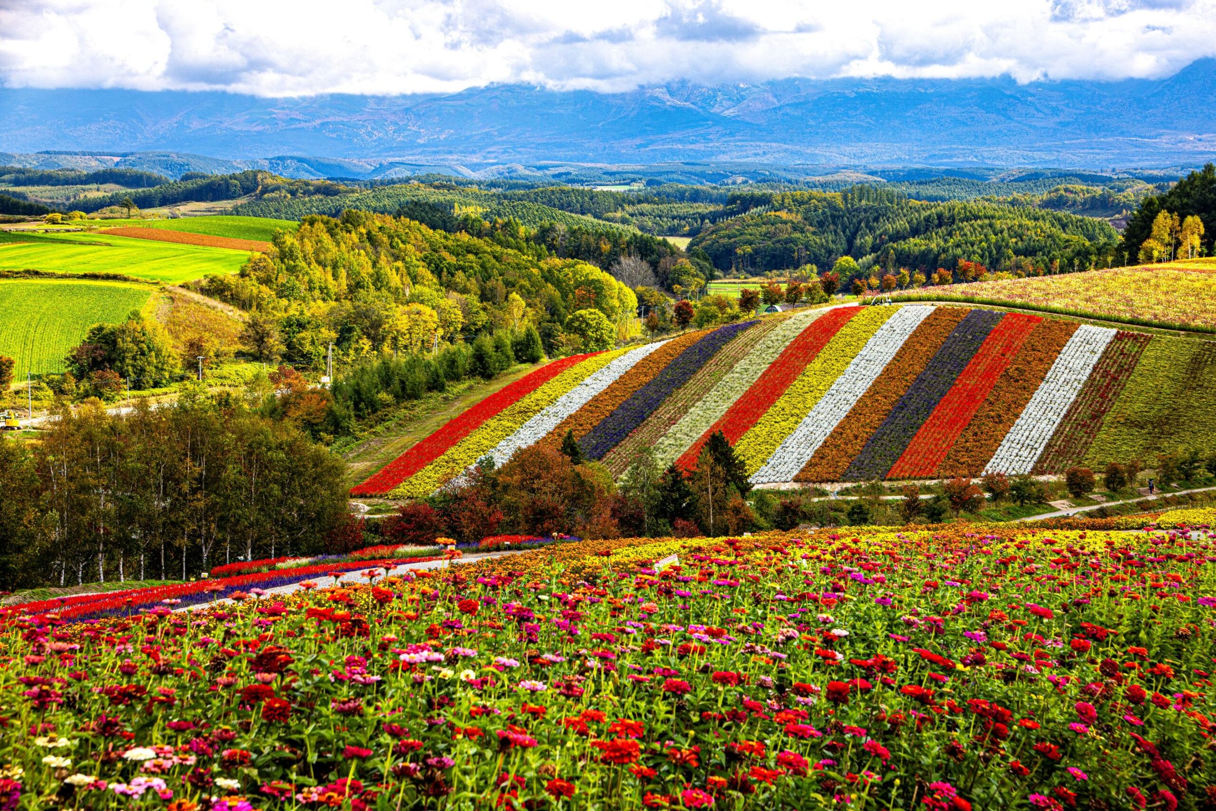 Flower fields (1).jpg