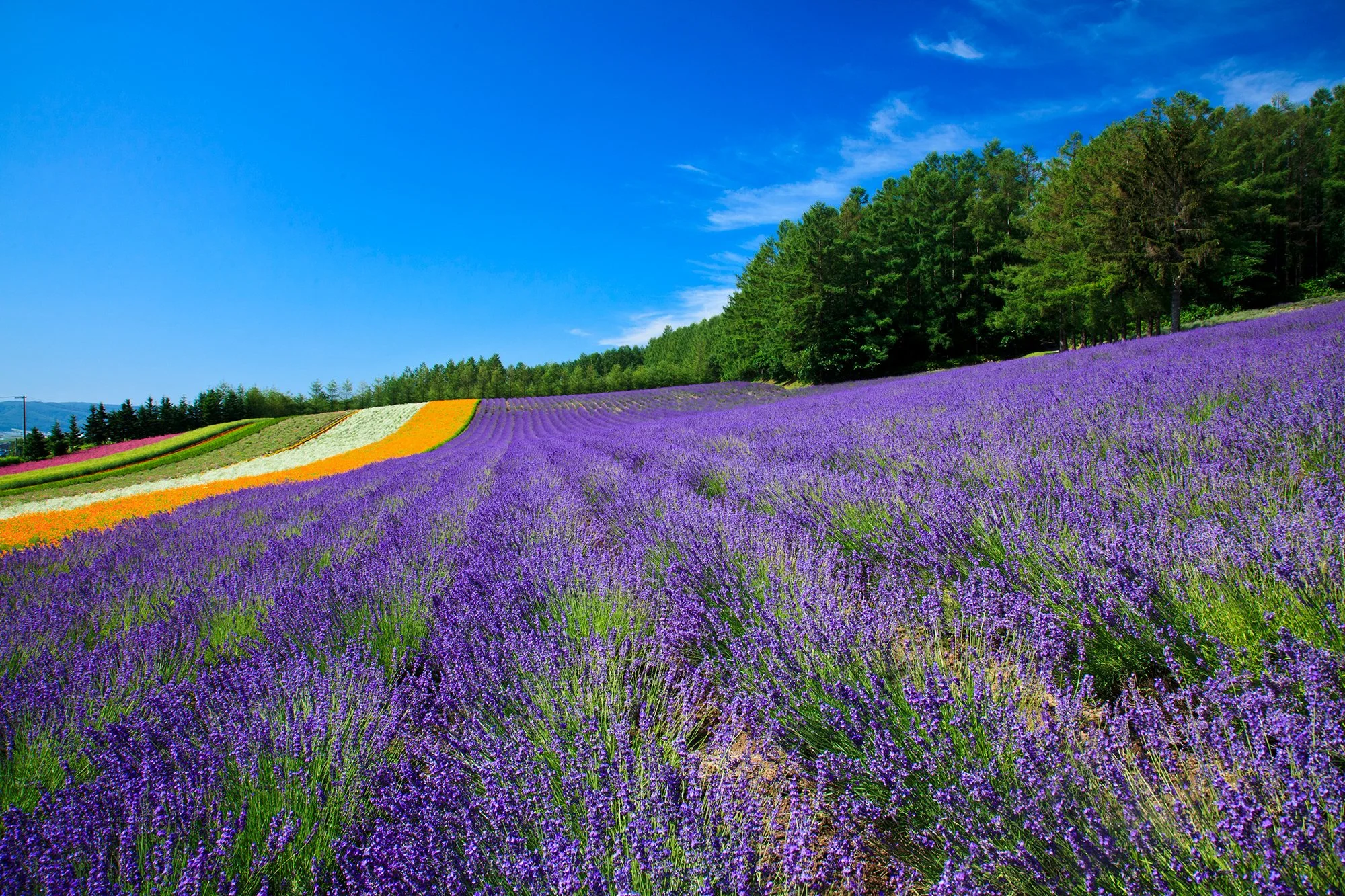 Lavender Flower fields.jpg