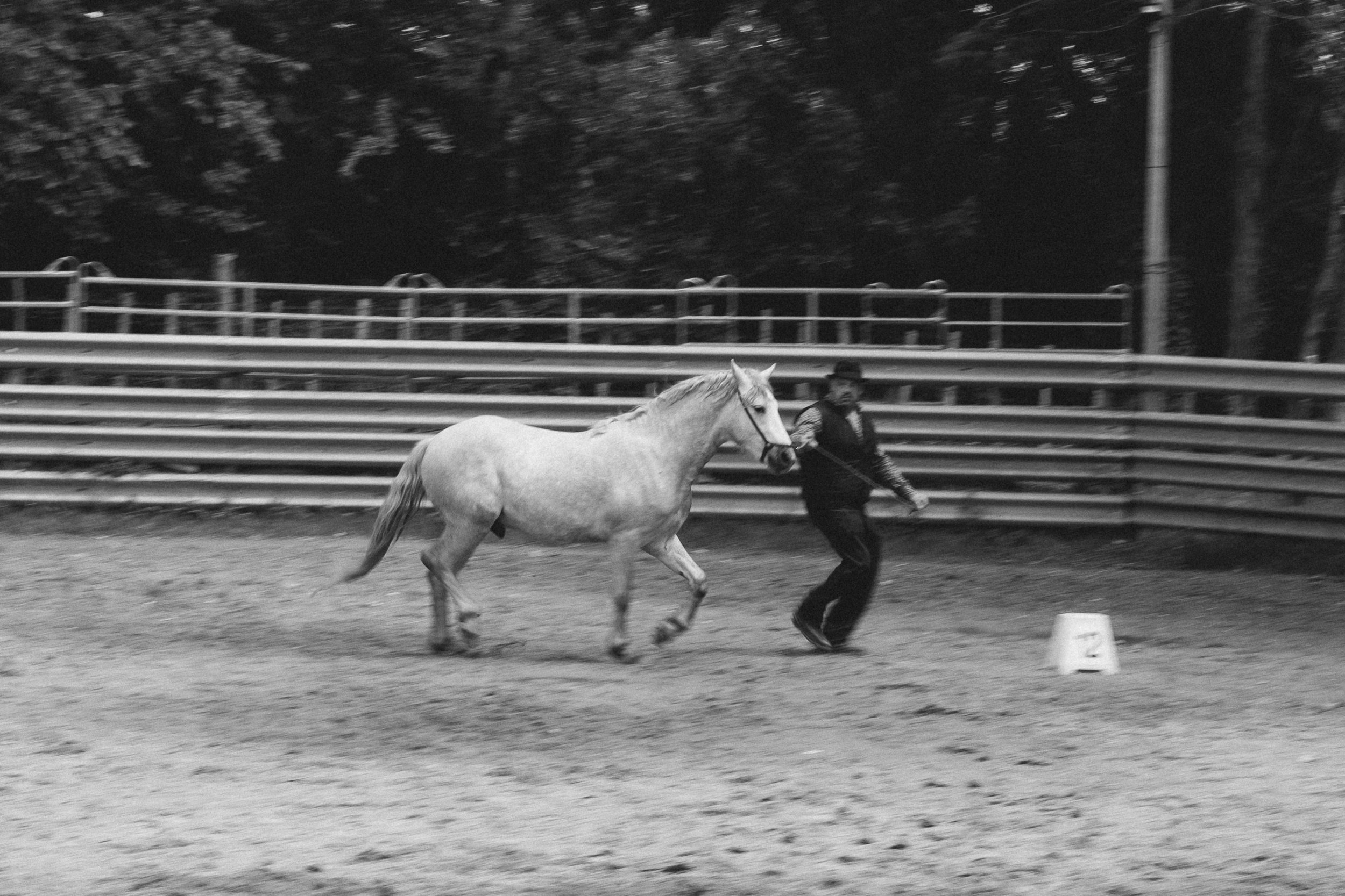 Concours modèle et allures chevaux de Camargue