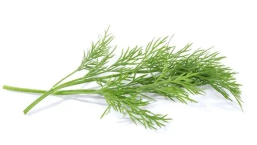 Fresh Dill- 3 oz