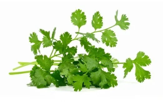 cilantro.jpg