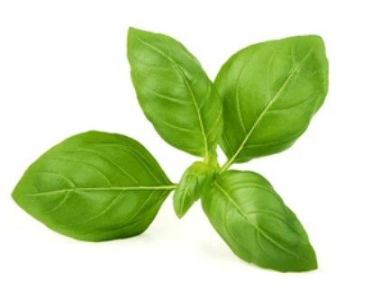 Fresh Basil- 2oz