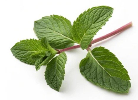 Fresh Mint- 2oz