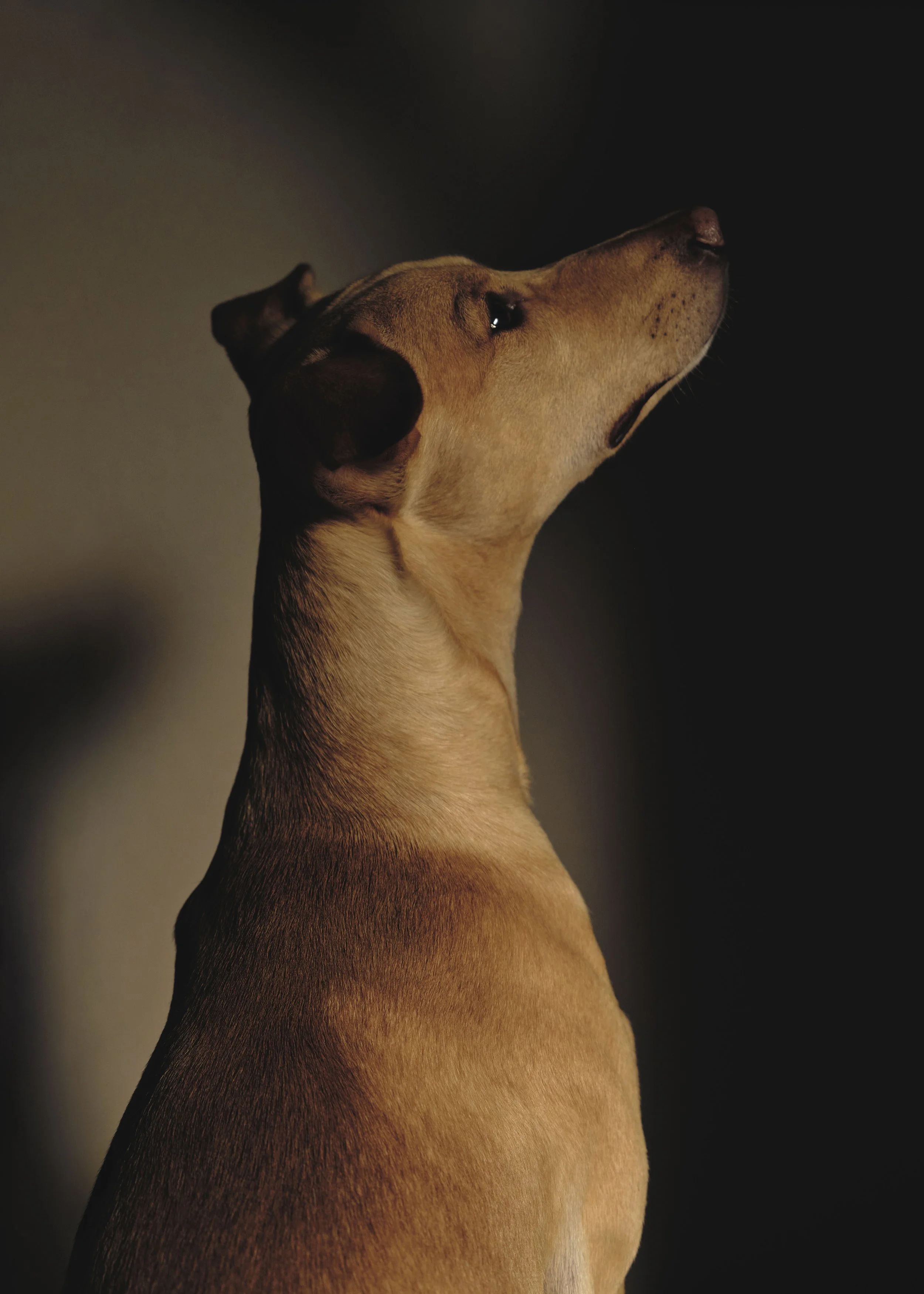 COCOLINO0574 copia 3.jpg