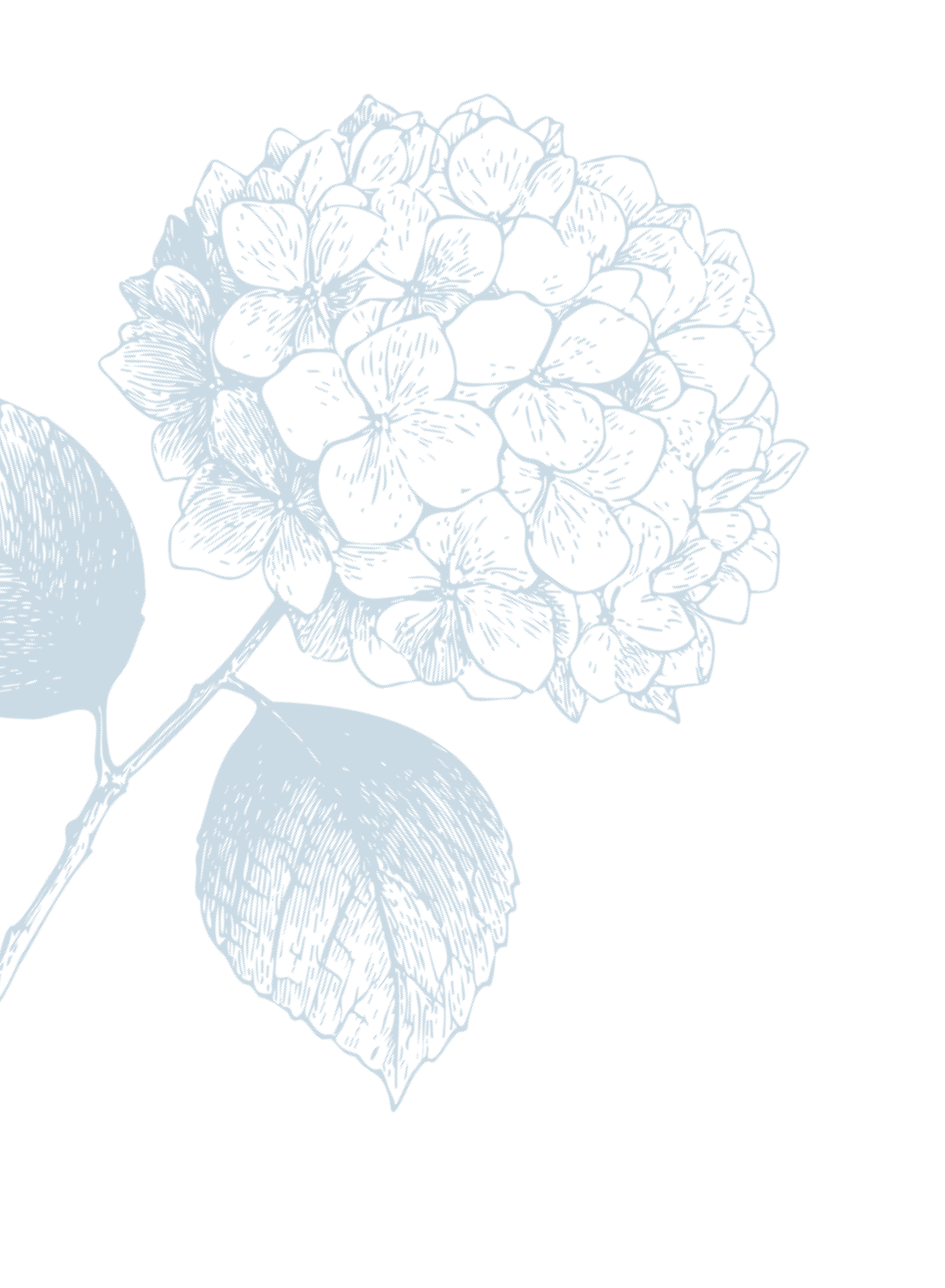 A stylized illustration of a hydrangea flower with two leaves, in shades of light blue on a black background.