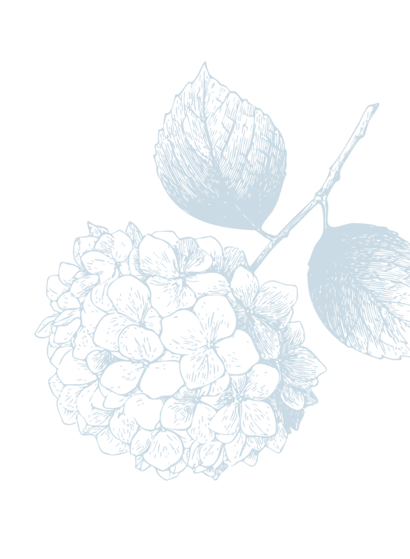 A sketch of a hydrangea flower with three leaves on a black background.