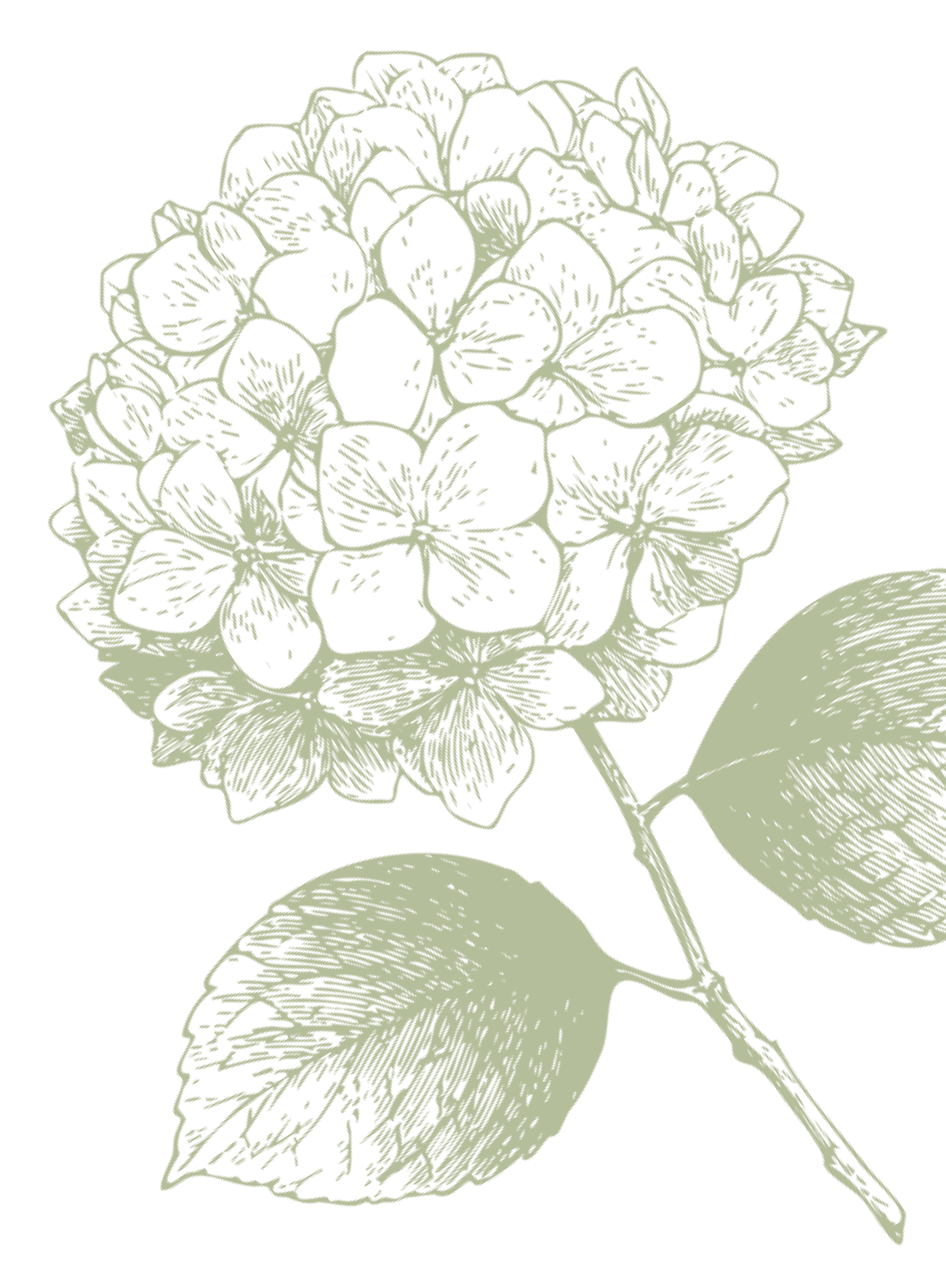 Illustration of a hydrangea flower with leaves, in a sketch style on a black background.