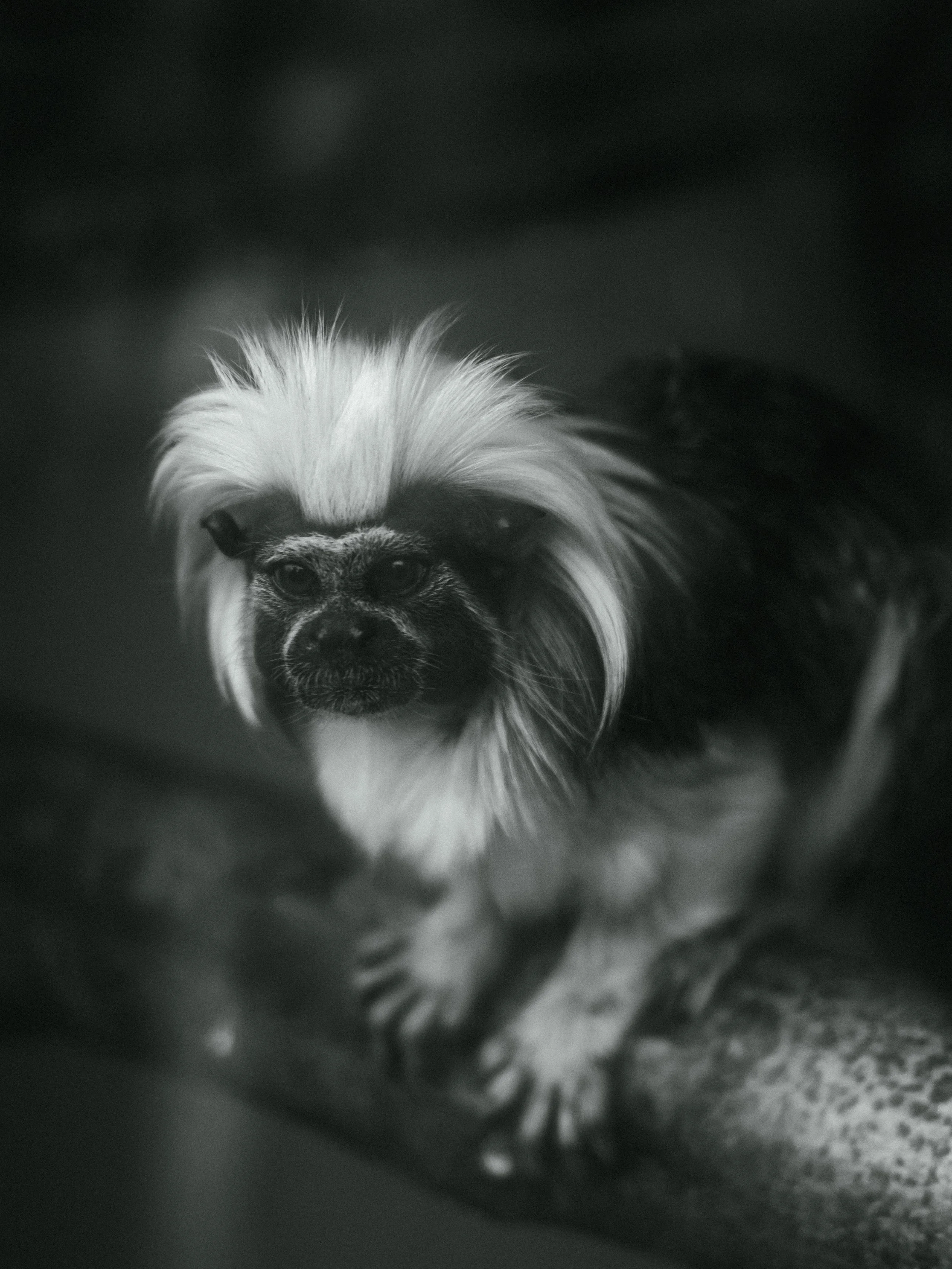 Monkey-1.jpg