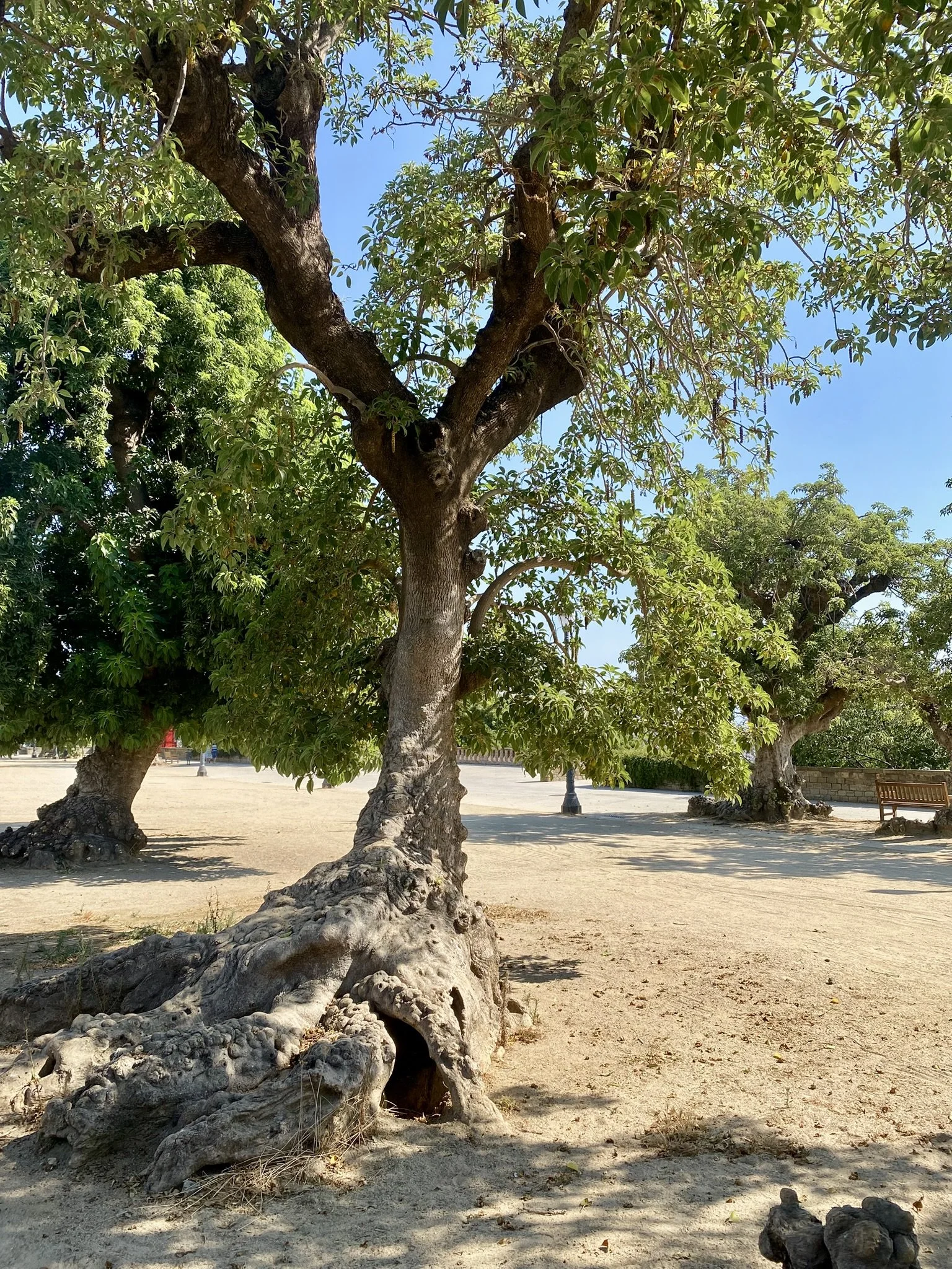 IMG_7080.JPEG