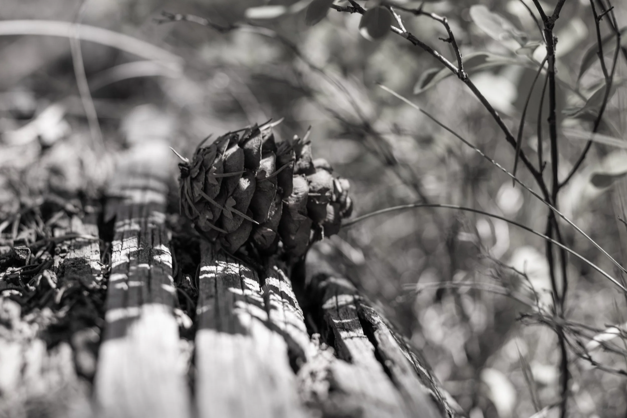 Pinecone