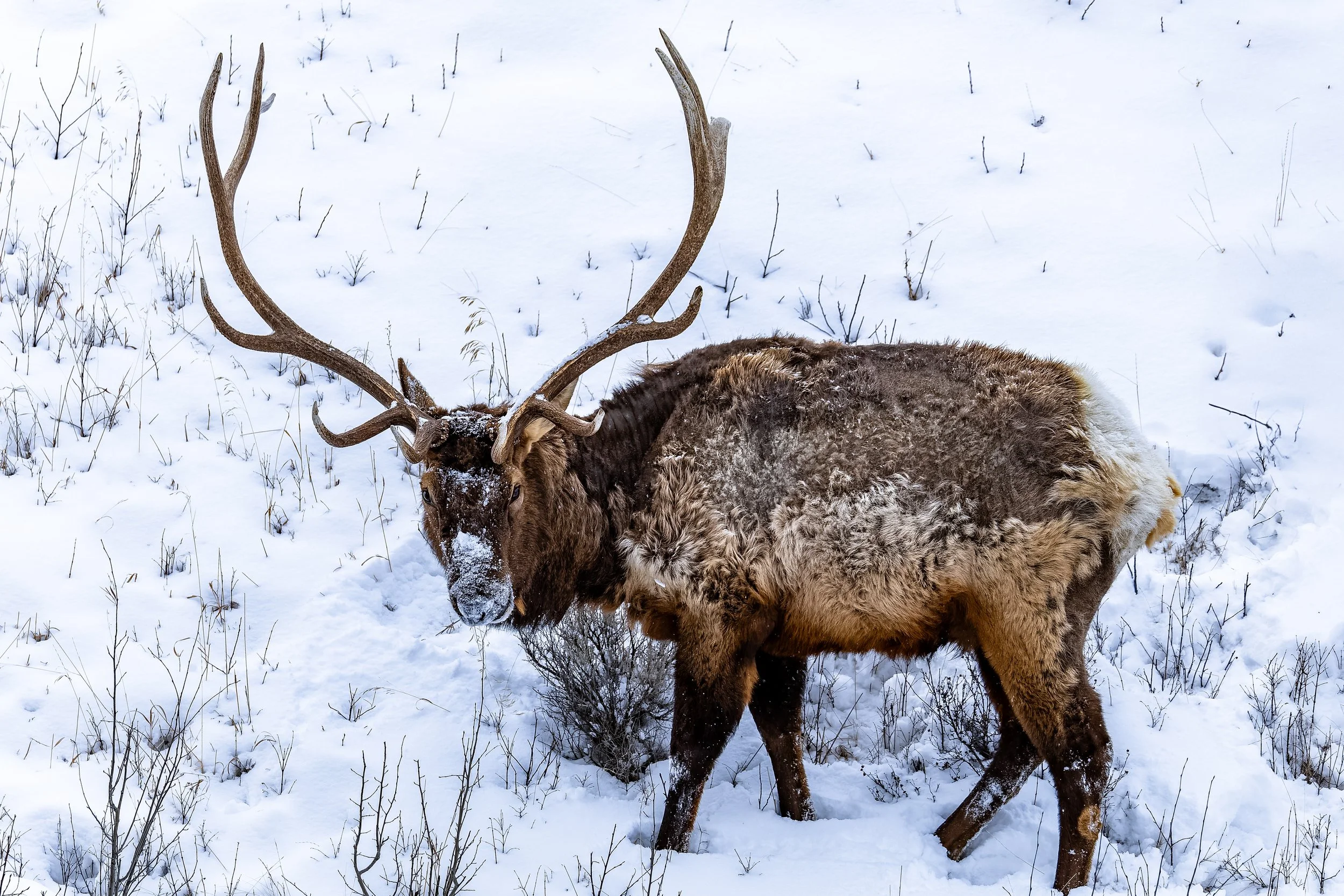 A large elk with impressive antlers standing in snow-covered landscape with sparse dry plants.