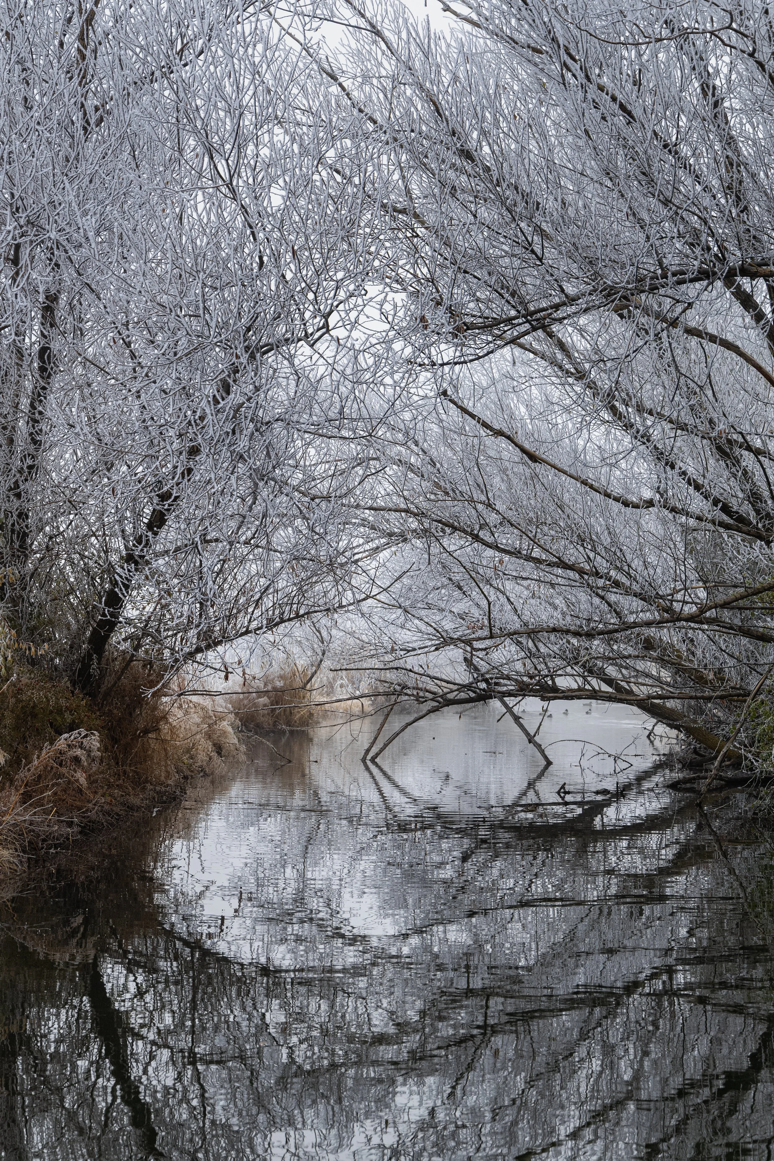 Frost-covered trees overhanging a calm river with reflections of the branches in the water.