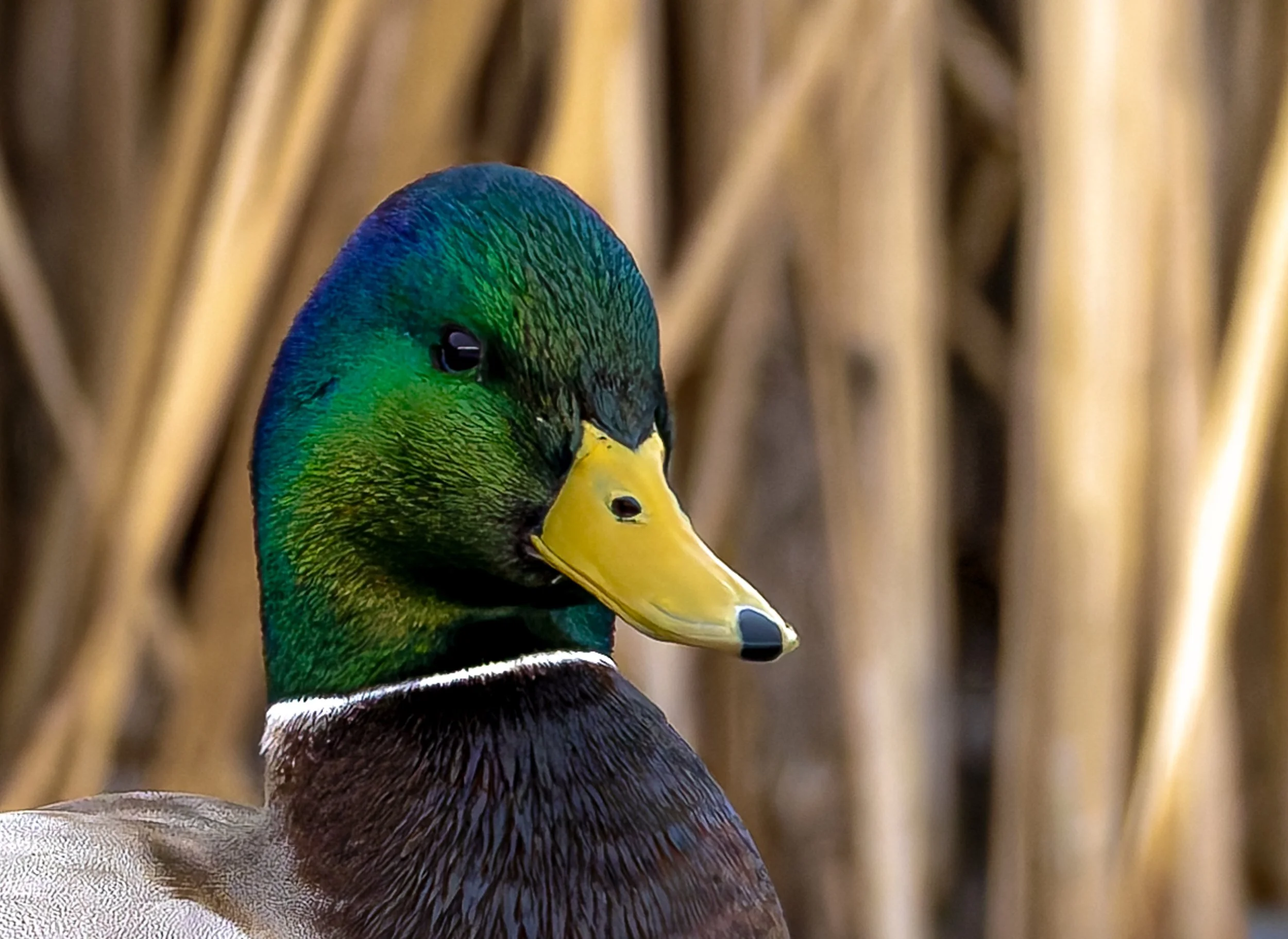 Close-up of a male mallard duck with vibrant green and blue head, yellow bill, and brown body, standing in front of a background of dried reeds.