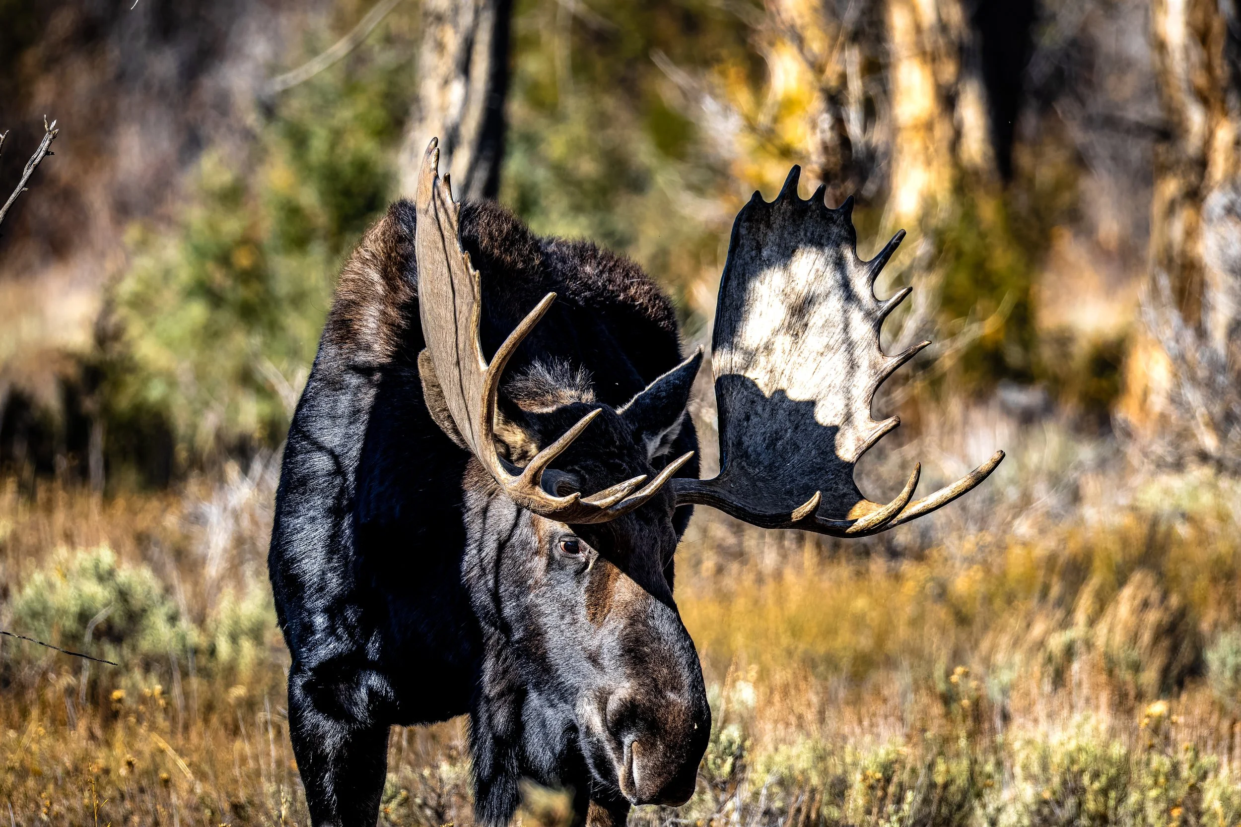 A moose with large antlers standing in a forested area during fall.