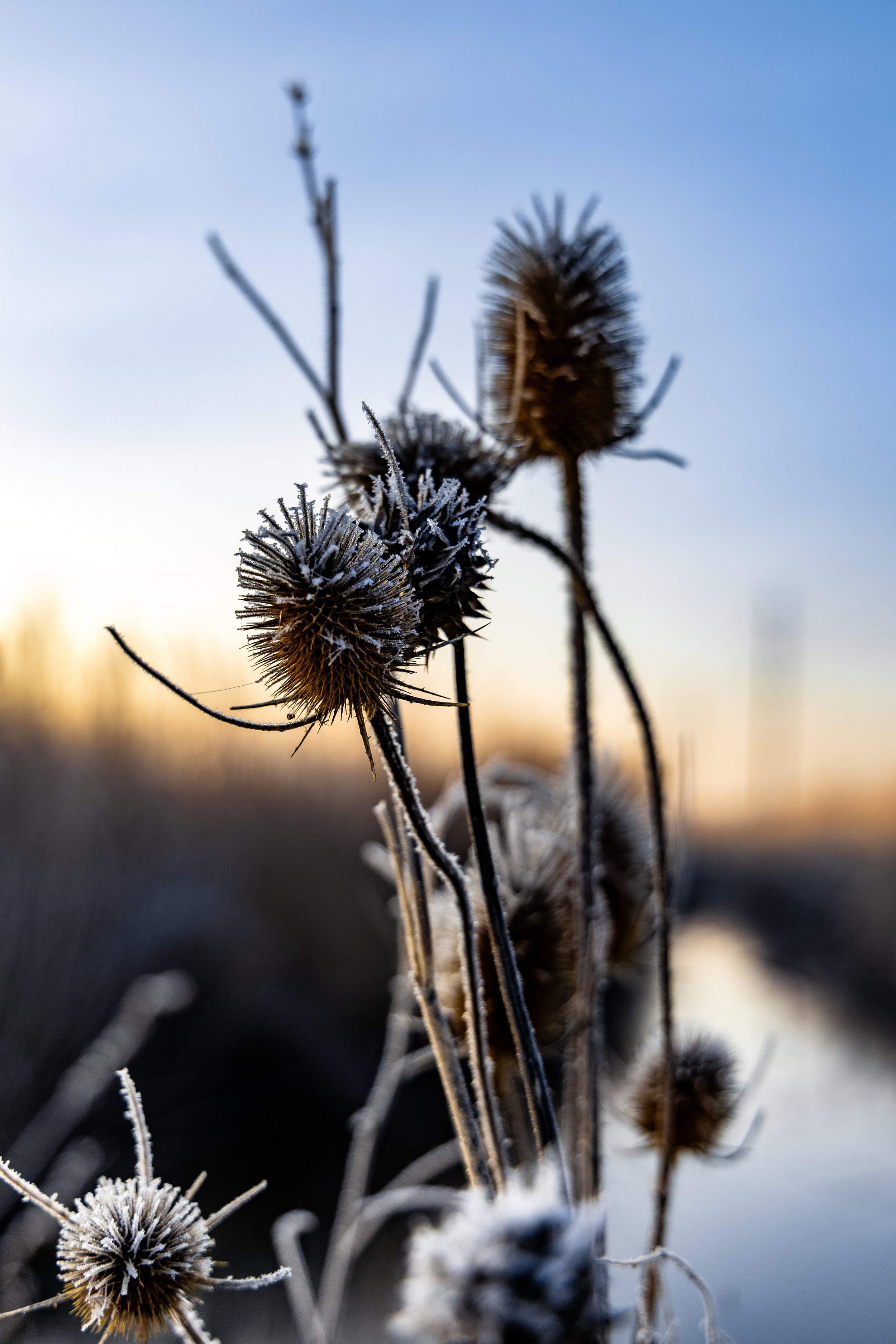Close-up of dried teasel plants with frosty tips, backlit by the sunrise or sunset, in a winter landscape.