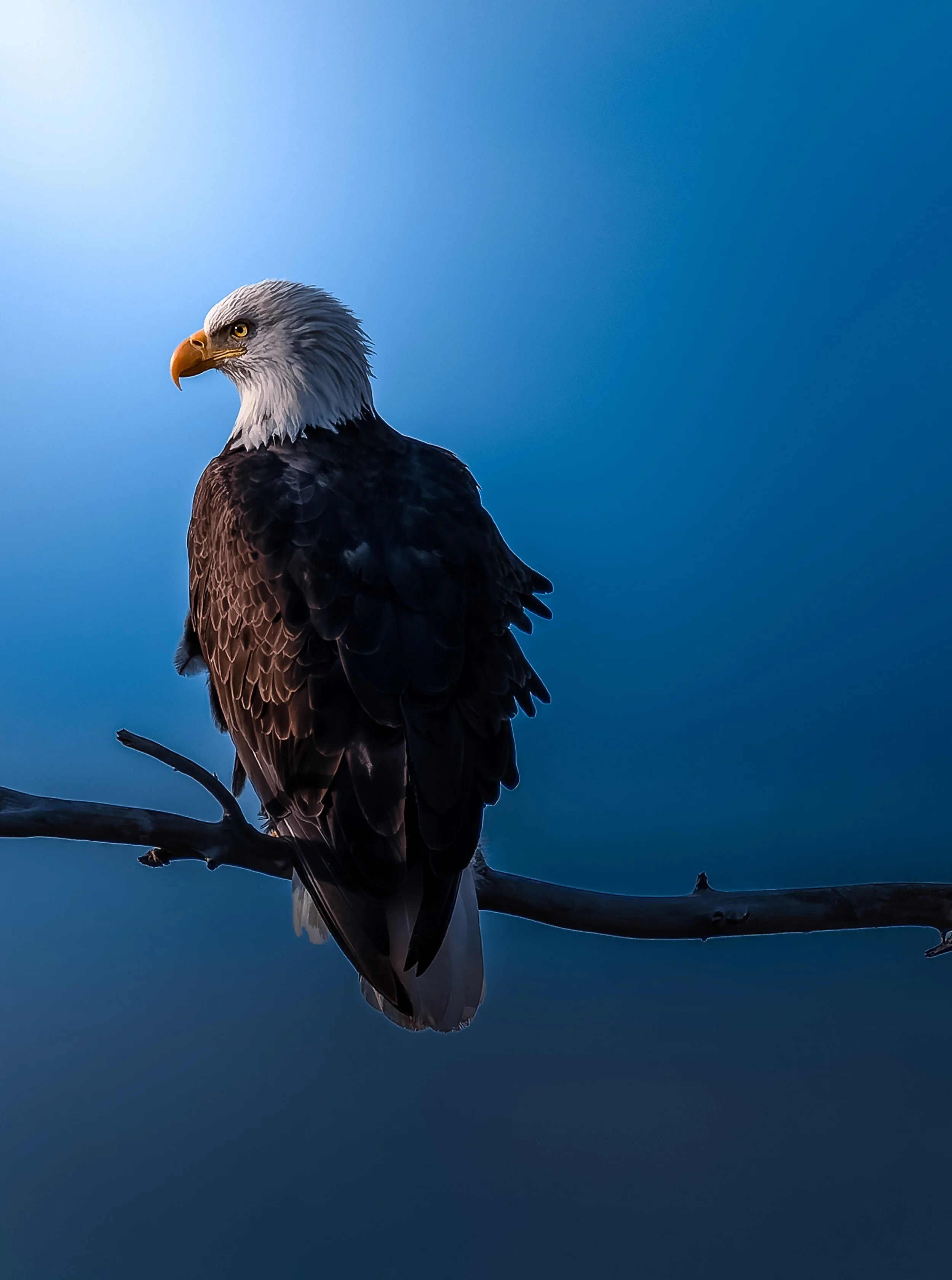 A bald eagle perched on a tree branch against a blue sky background.