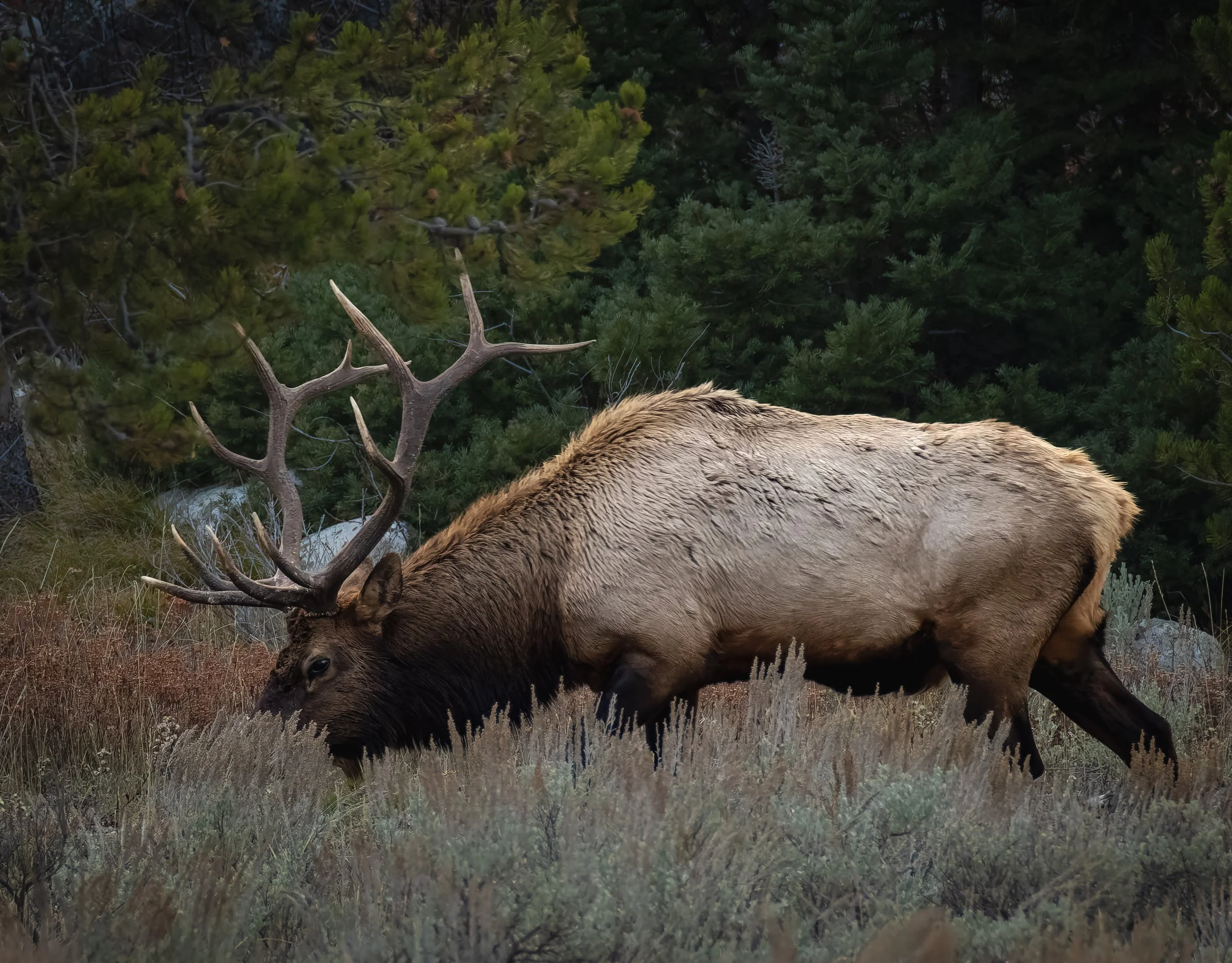 A large elk with prominent antlers grazing in a grassy area surrounded by trees.
