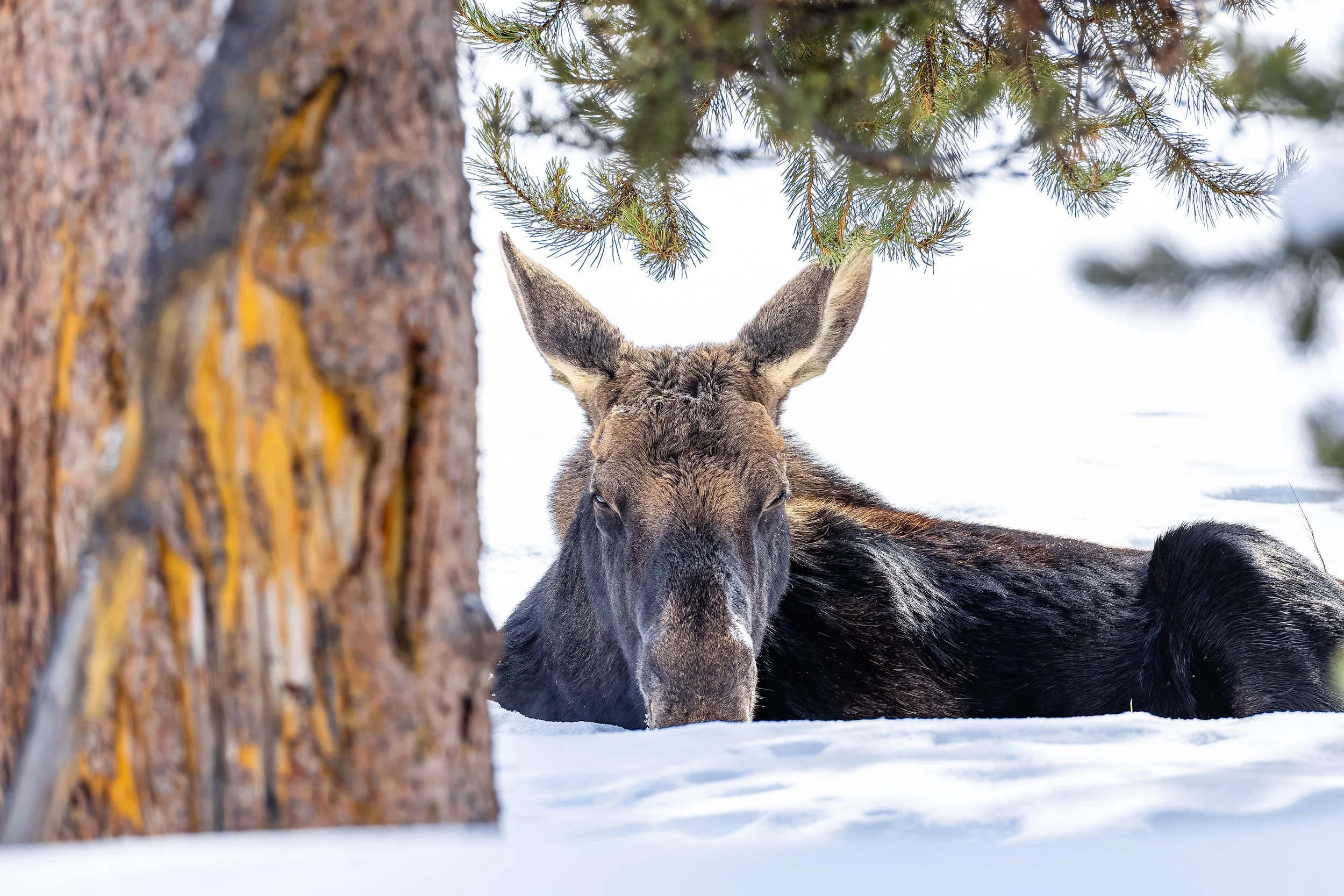A moose lying in the snow beneath pine trees in a winter forest