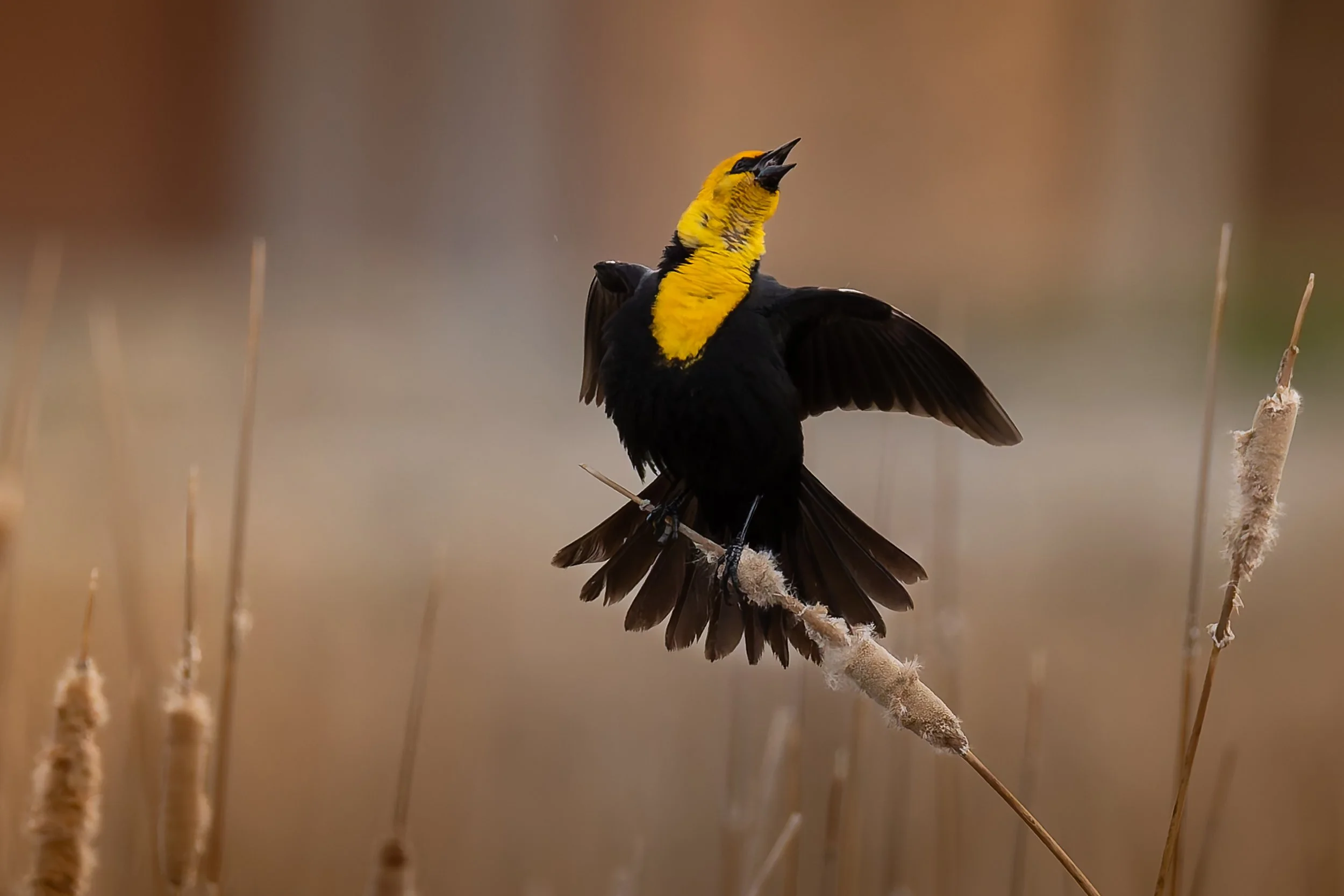 A yellow and black bird with its wings spread, perching on a cattail stalk in a marsh.