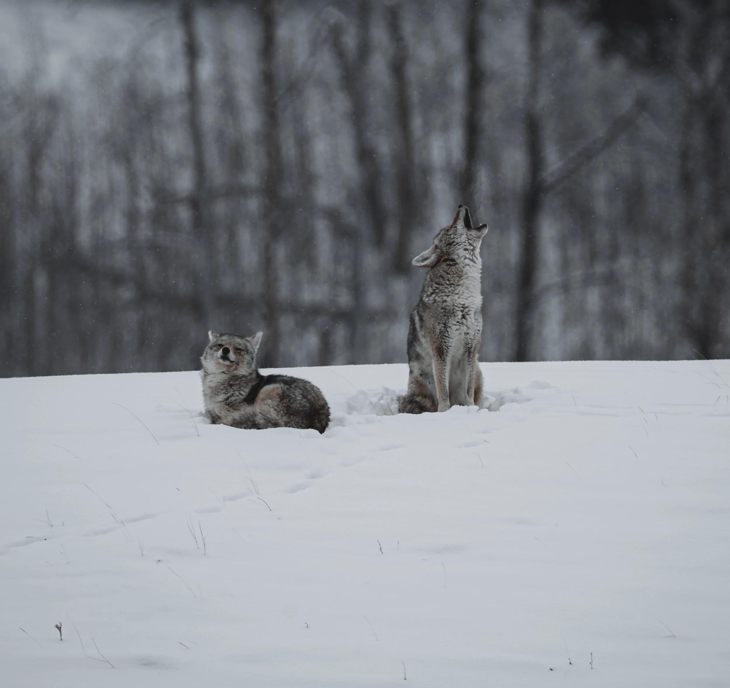 Two gray wolves in snow, one sitting and howling, the other lying down, with a foggy forest in the background.