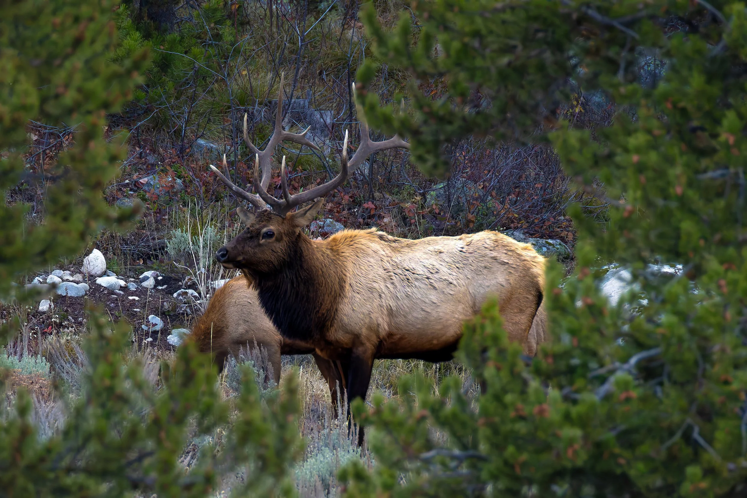 A majestic elk with large antlers standing in a forested area, framed by green foliage.