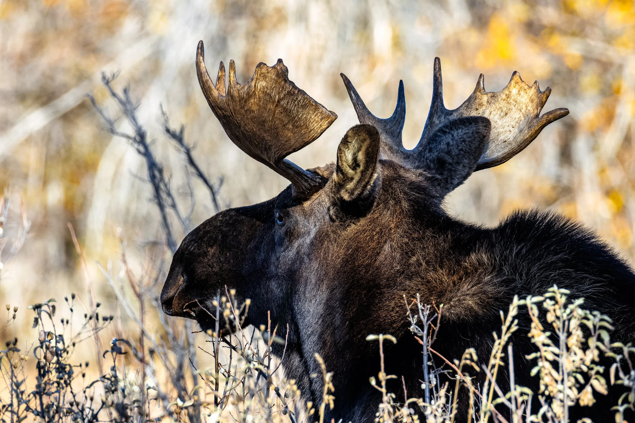 A close-up of a moose with large antlers standing in a field with dried plants, autumn-colored trees in the background.