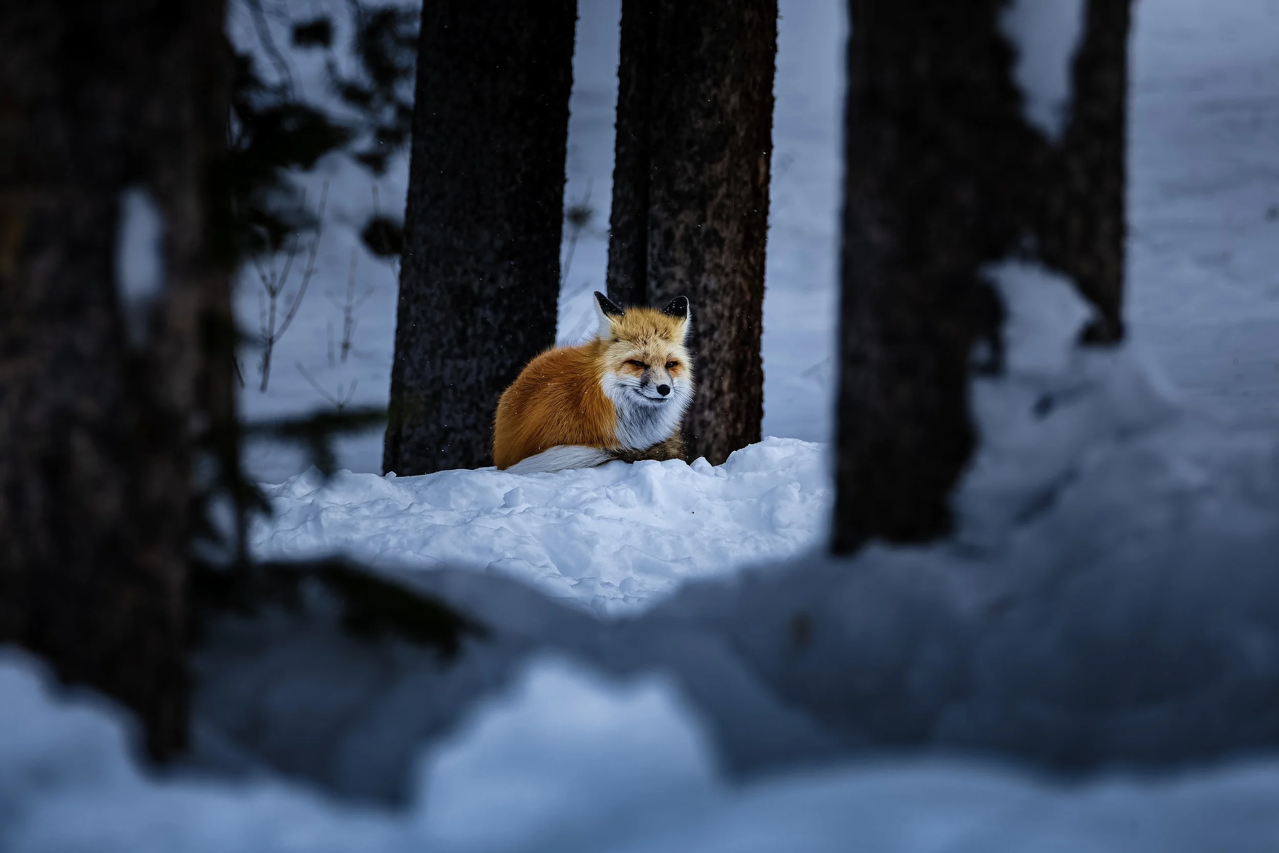 A fox sitting on snow in a forest, surrounded by tall trees, looking at the camera with a smirking expression.