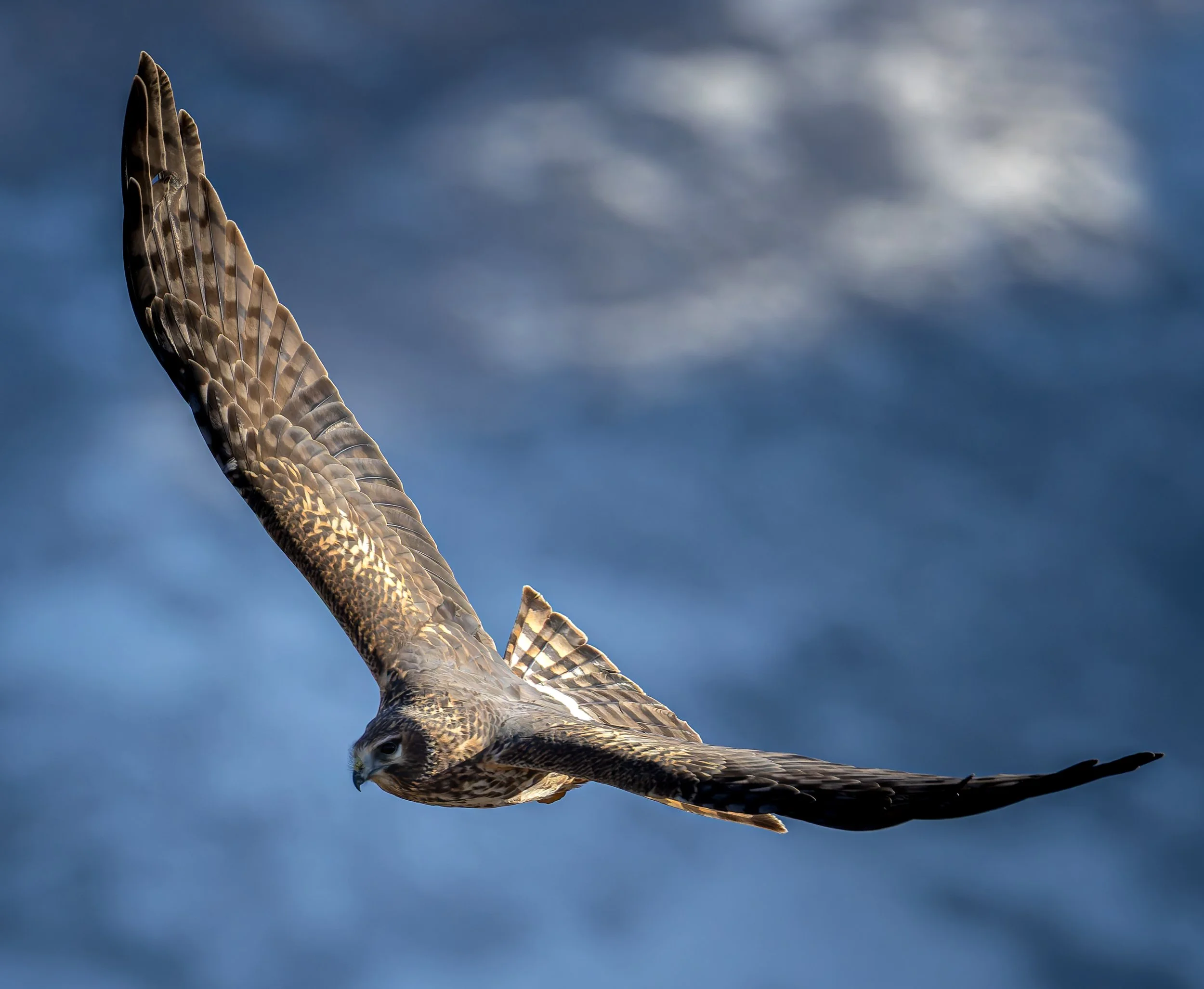 A hawk flying in the sky with dark clouds in the background.