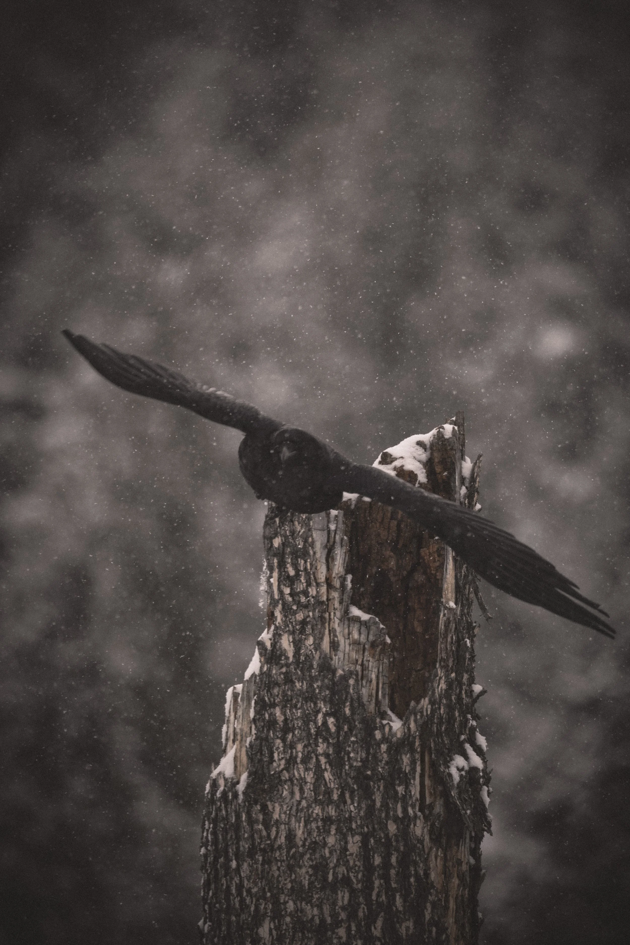 A bird flying near a snow-covered tree stump in a snowy environment.