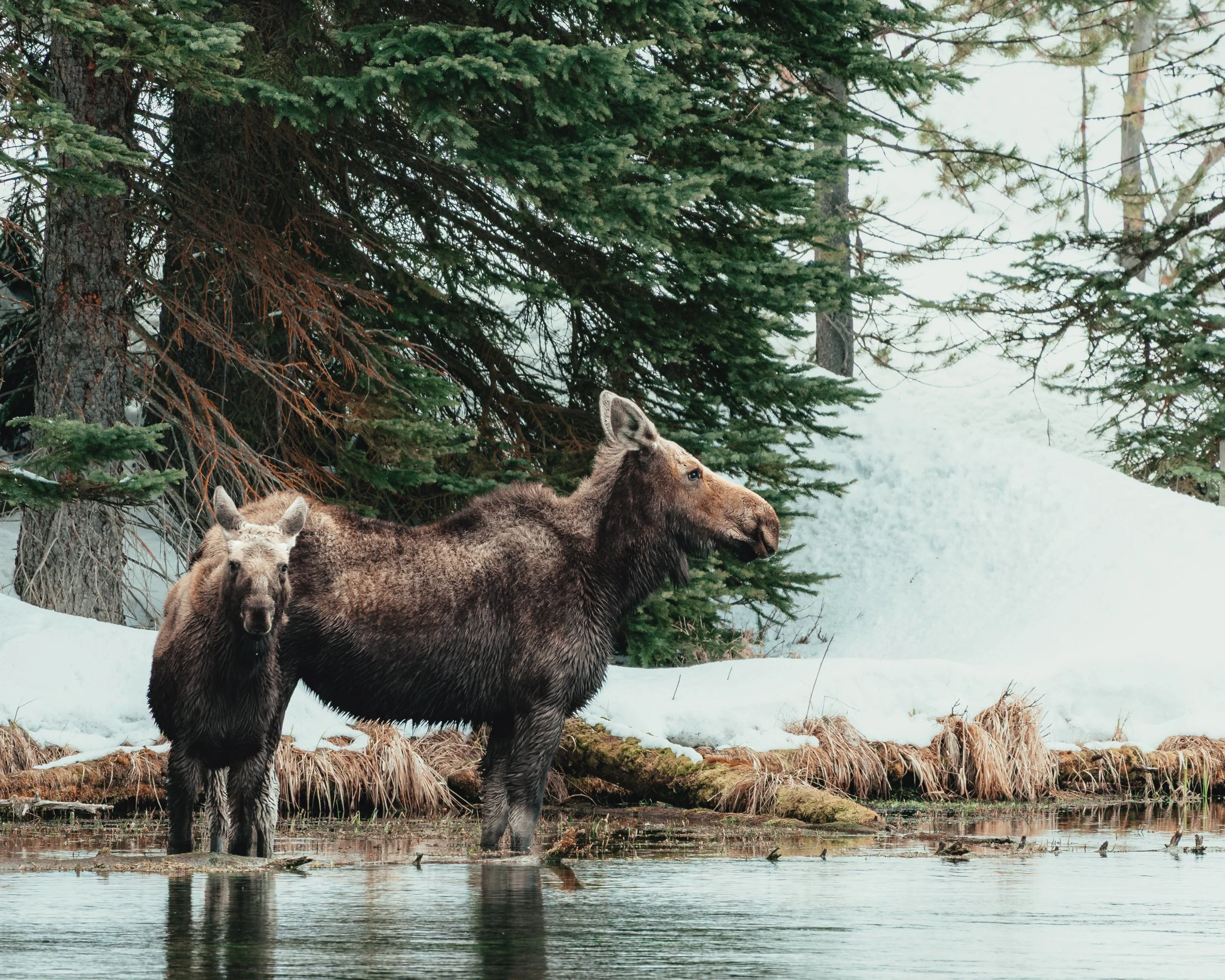 Two moose standing in shallow water near snow-covered ground and trees.