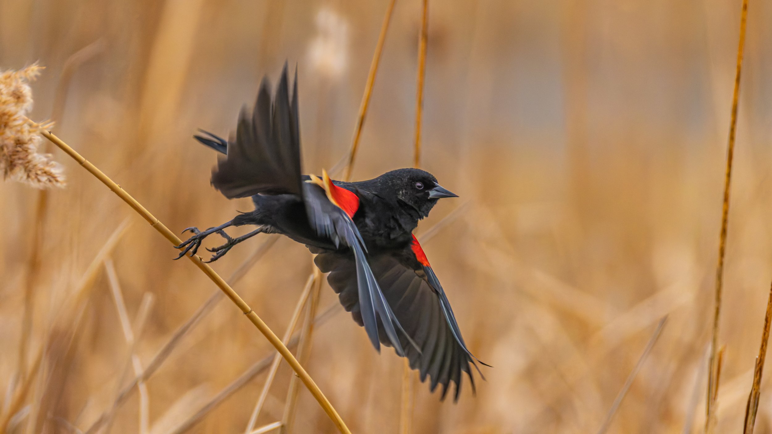 A black bird with red and yellow markings on its side is flying among tall, dry grasses.