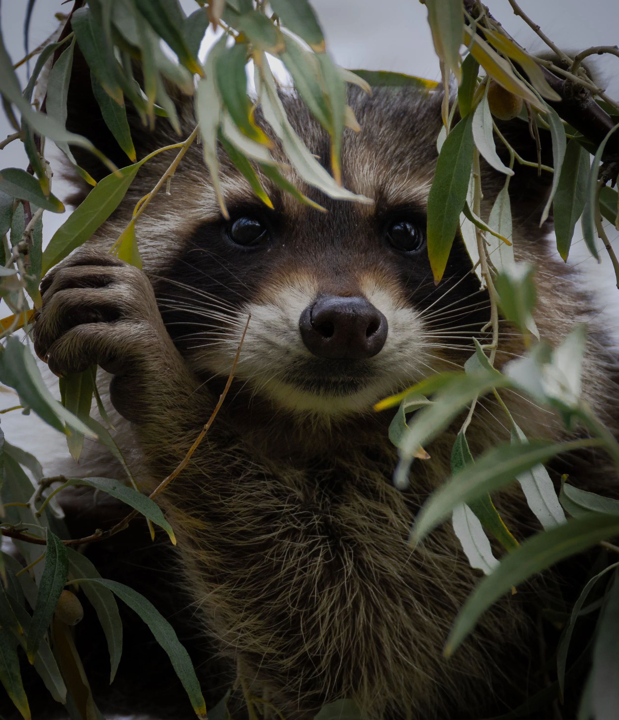 A raccoon peeking through green leaves in a tree.