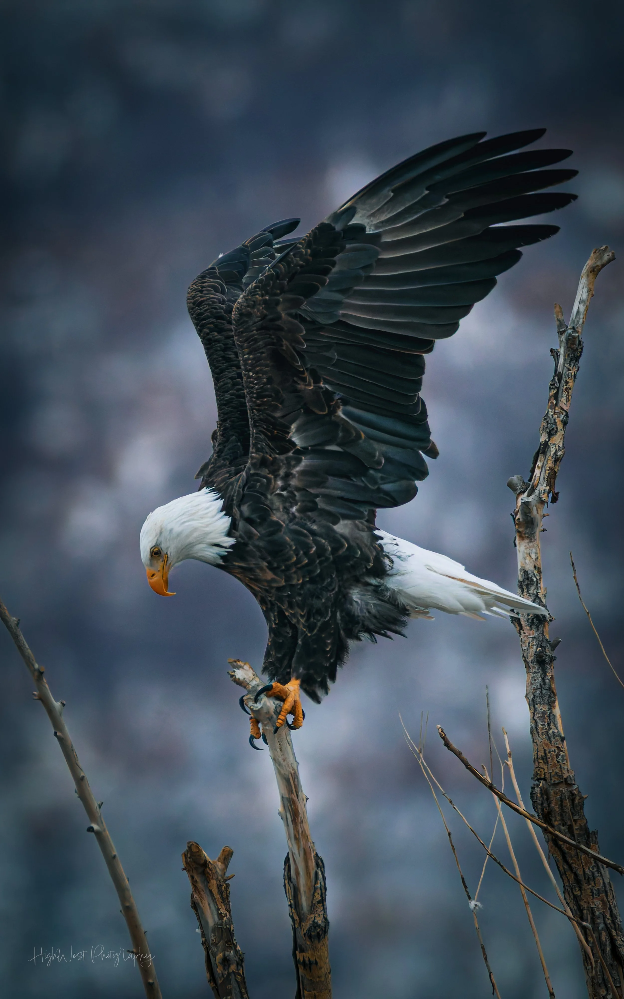 A bald eagle perched on a branch with wings partially spread, looking downward with a cloudy background.