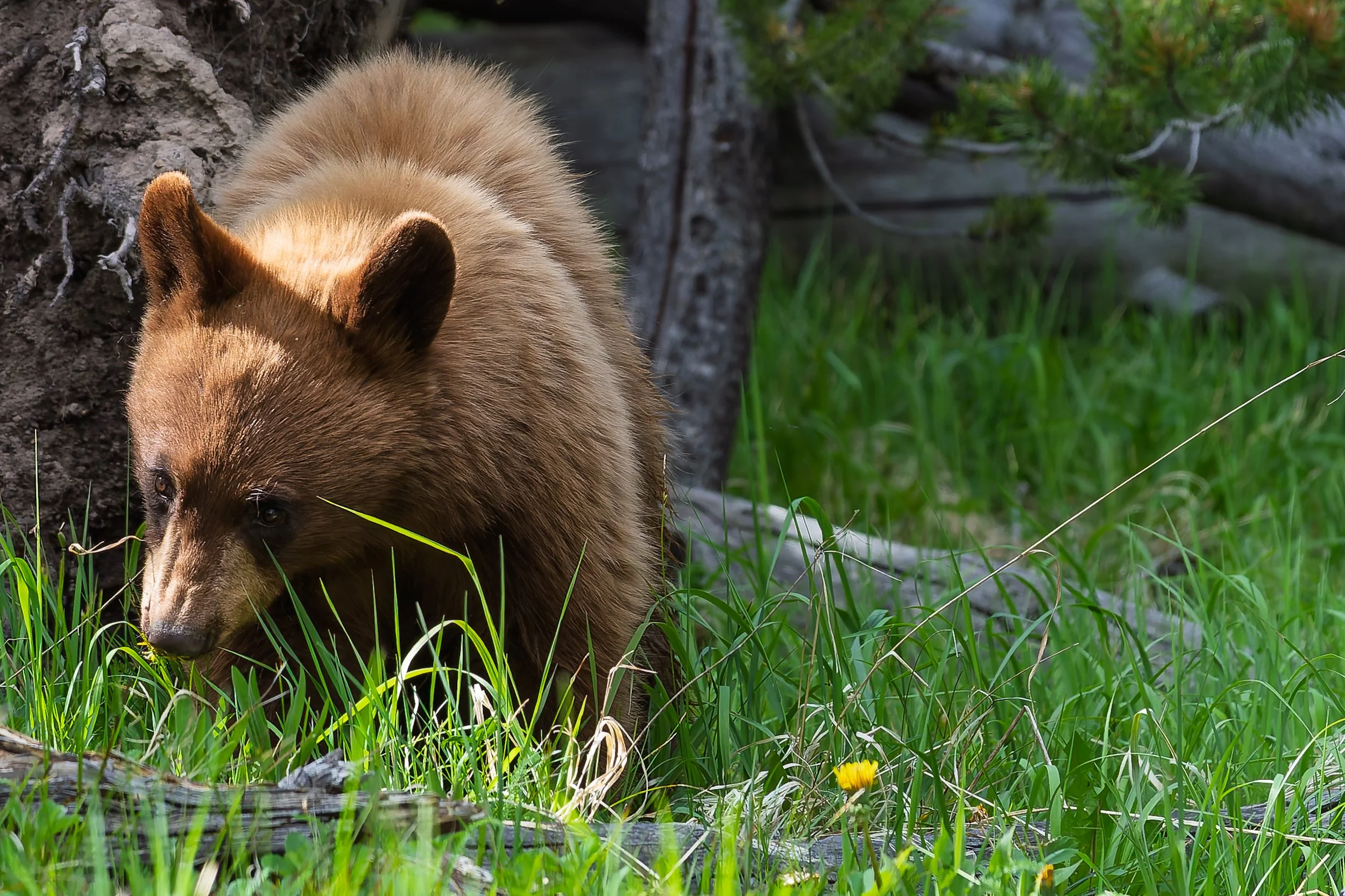 A brown bear walking through tall green grass near a fallen log with a yellow flower in a natural outdoor setting.