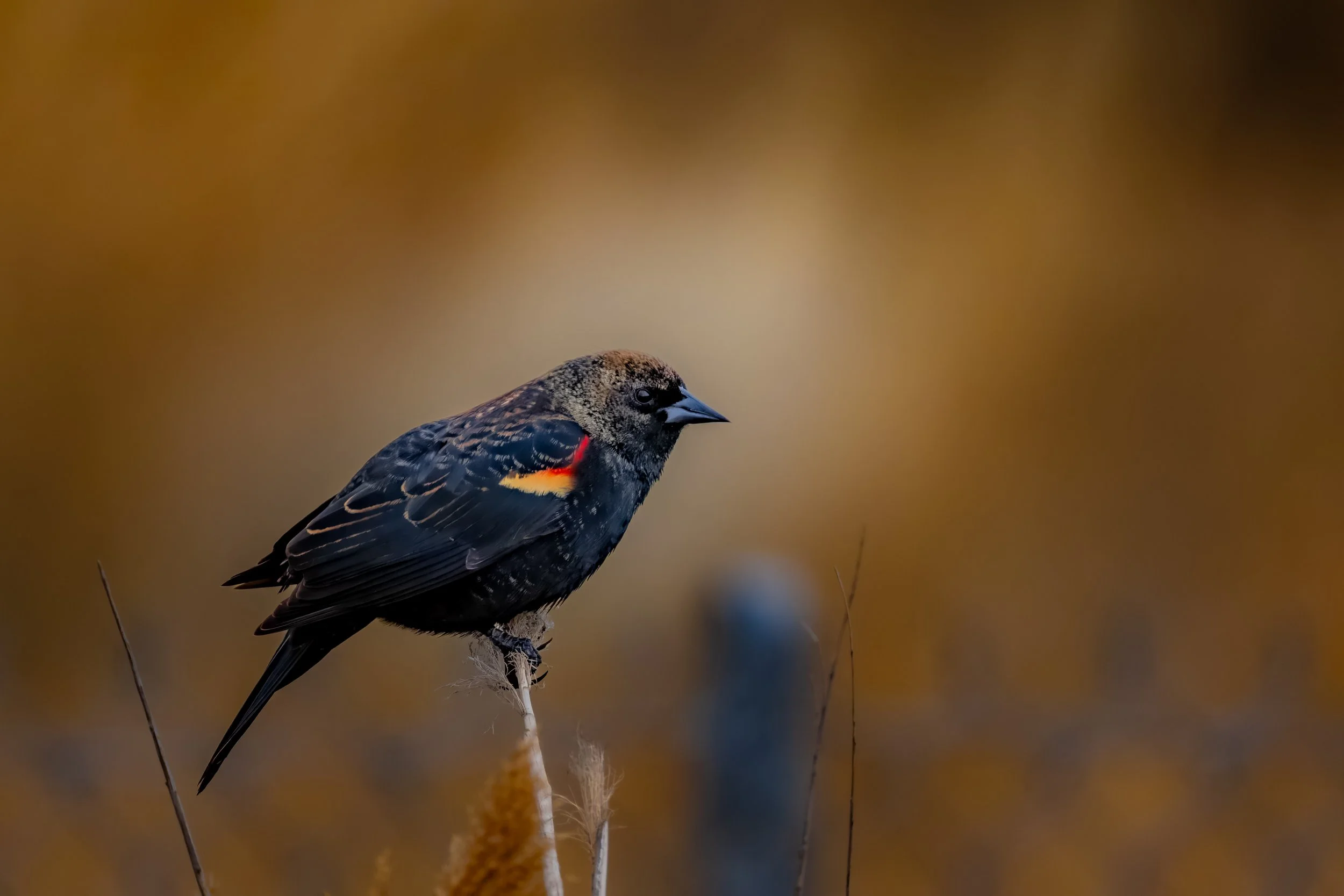 A small bird with black and brown feathers, with a red and yellow patch on its wing, perched on a thin stem against a blurred brown and beige background.