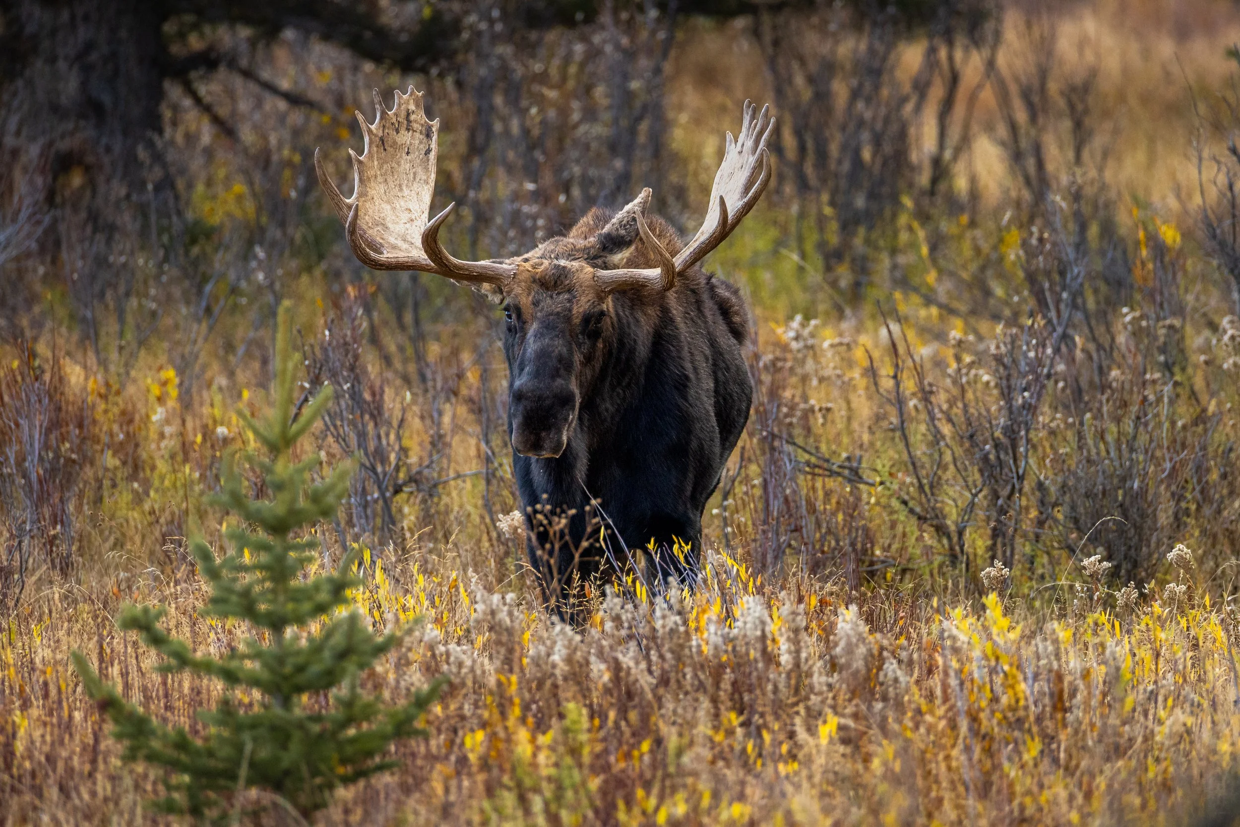 A large moose with impressive antlers standing in a field of tall grass and wildflowers, with autumn foliage in the background.