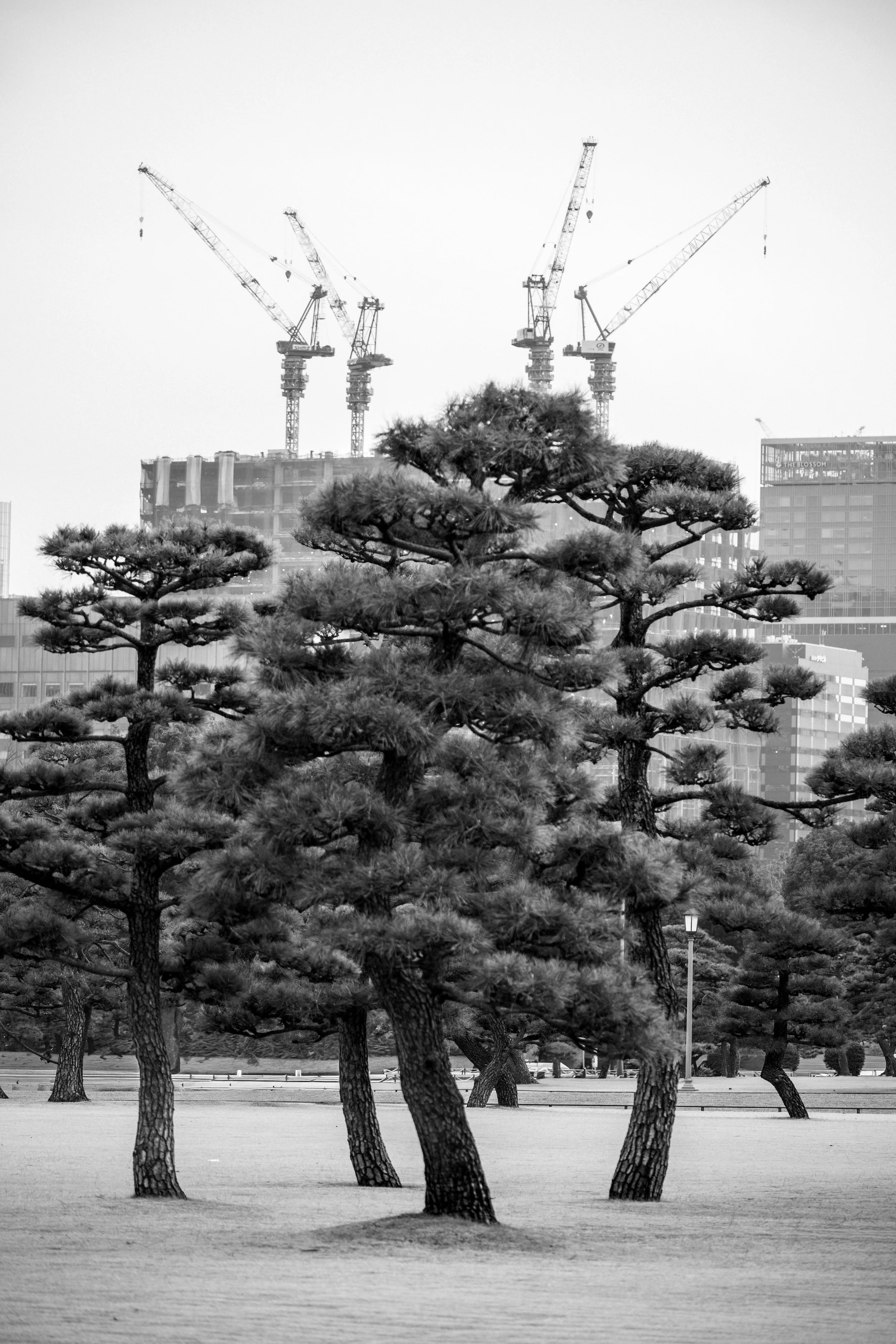 DSC_9809.jpeg