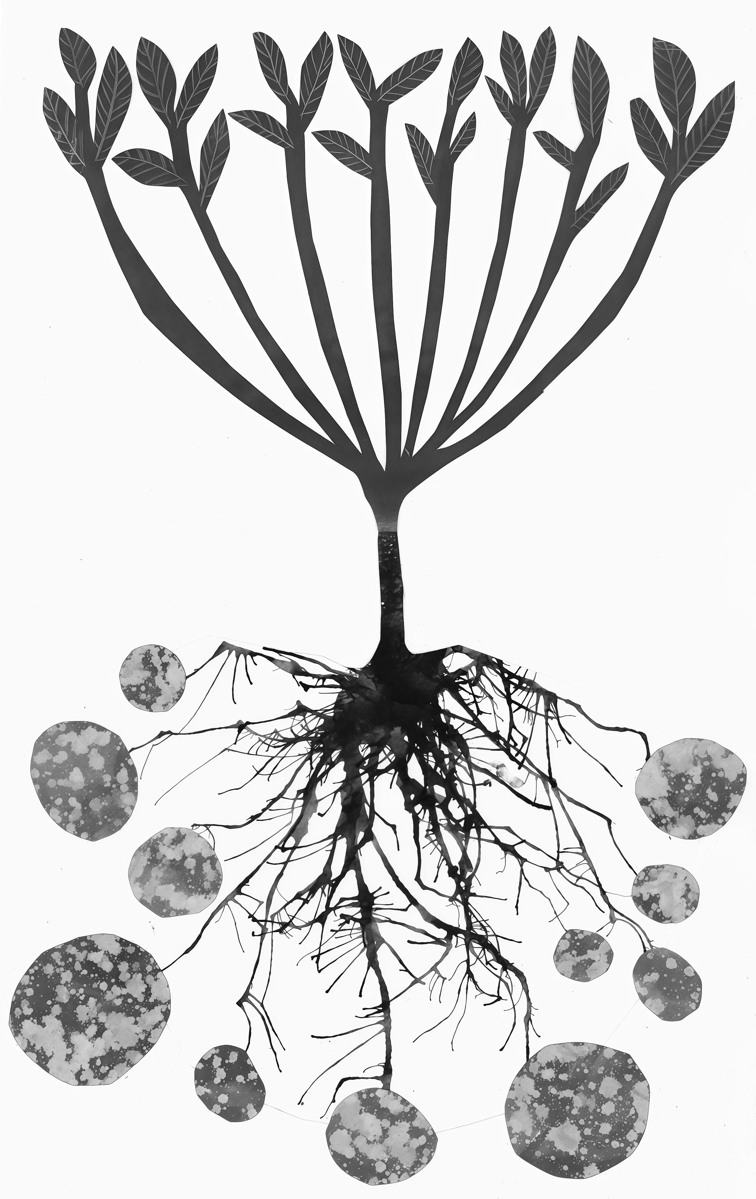 Transplant, Grow Anew