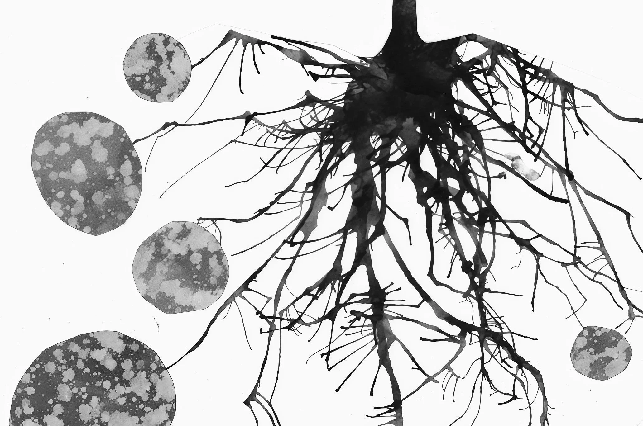 Transplant, Grow Anew