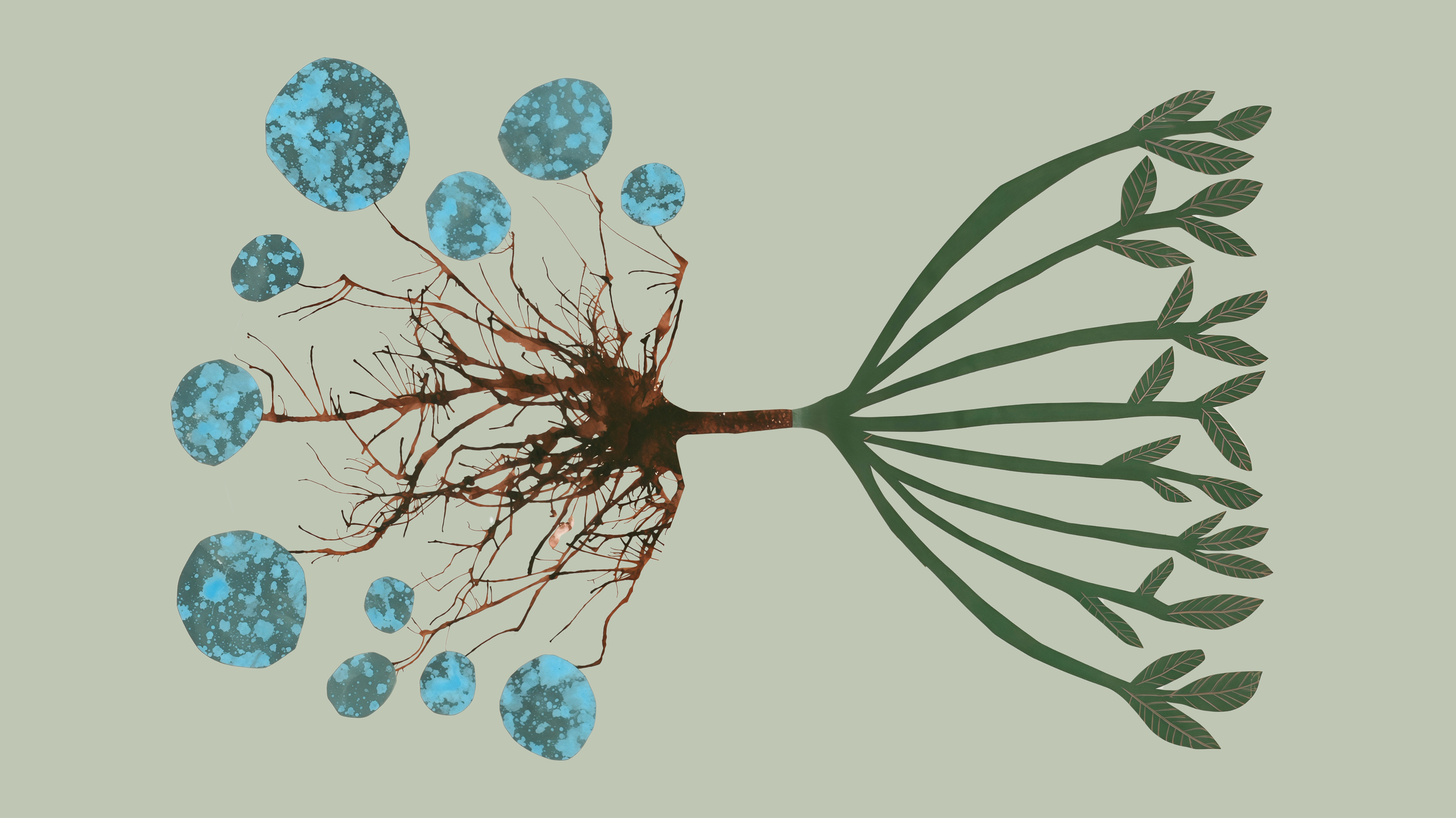 Transplant, Grow Anew